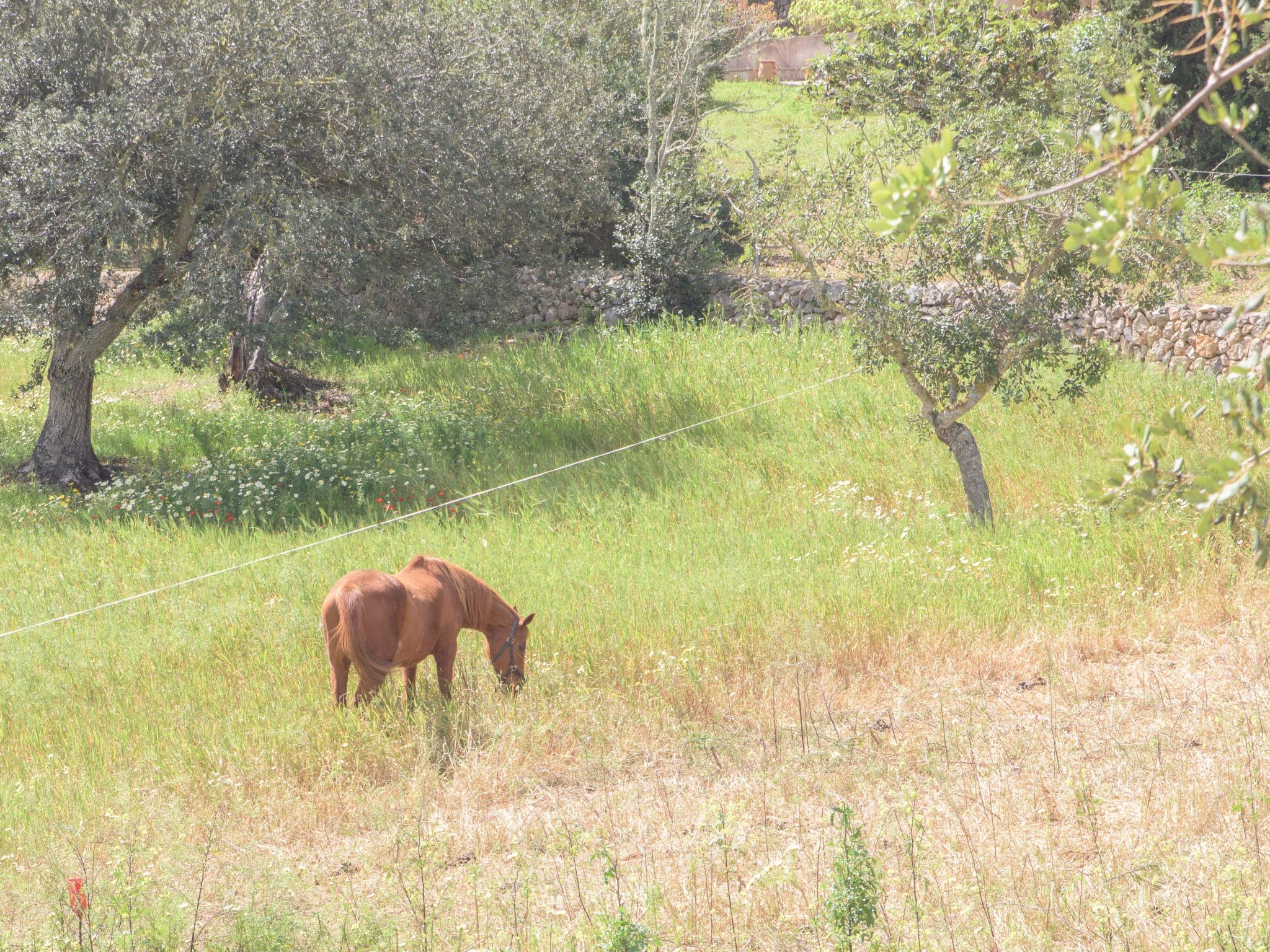 Batlet-Image-tags.info