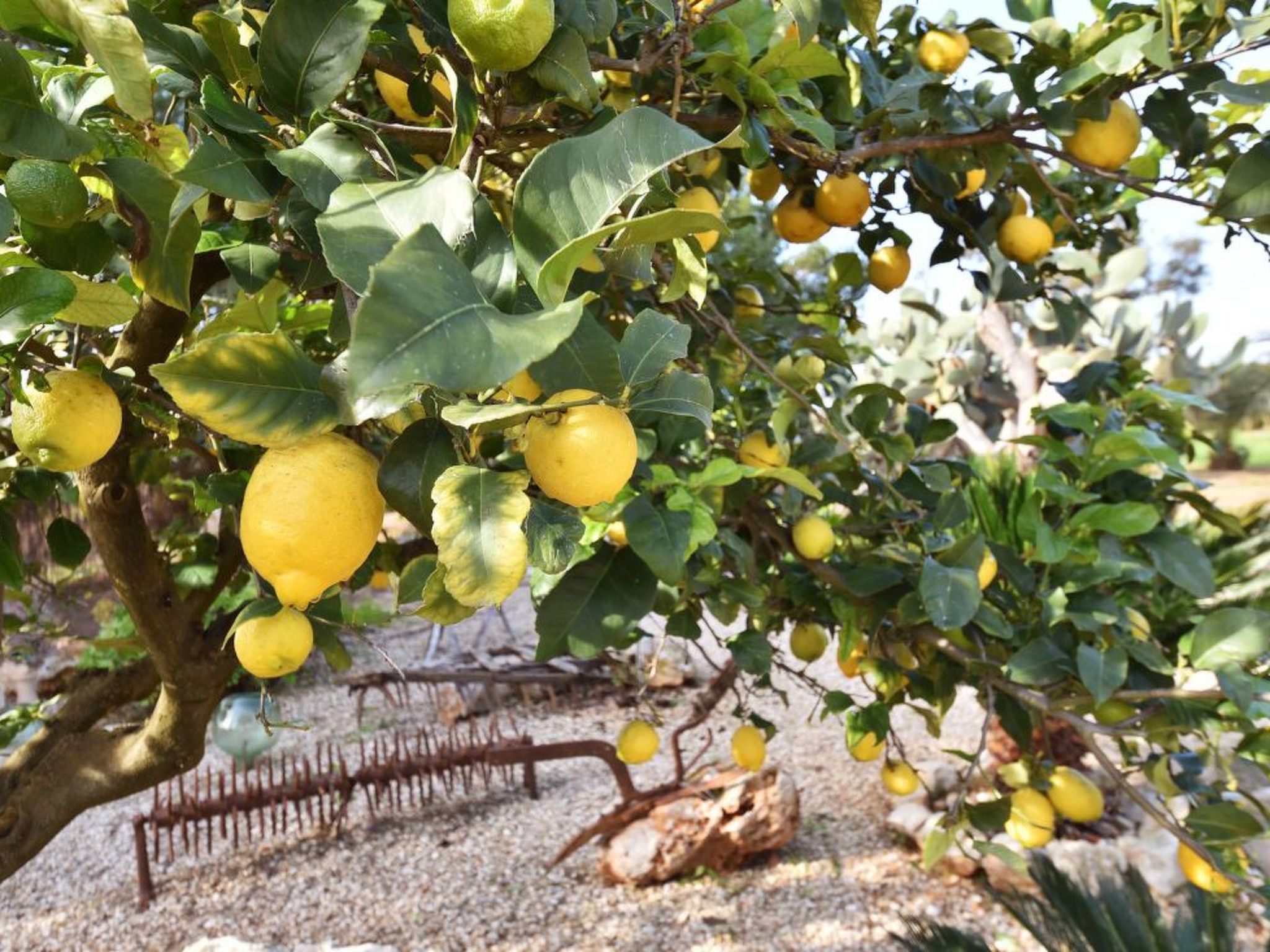 Hort de sa Barrala-Image-tags.info