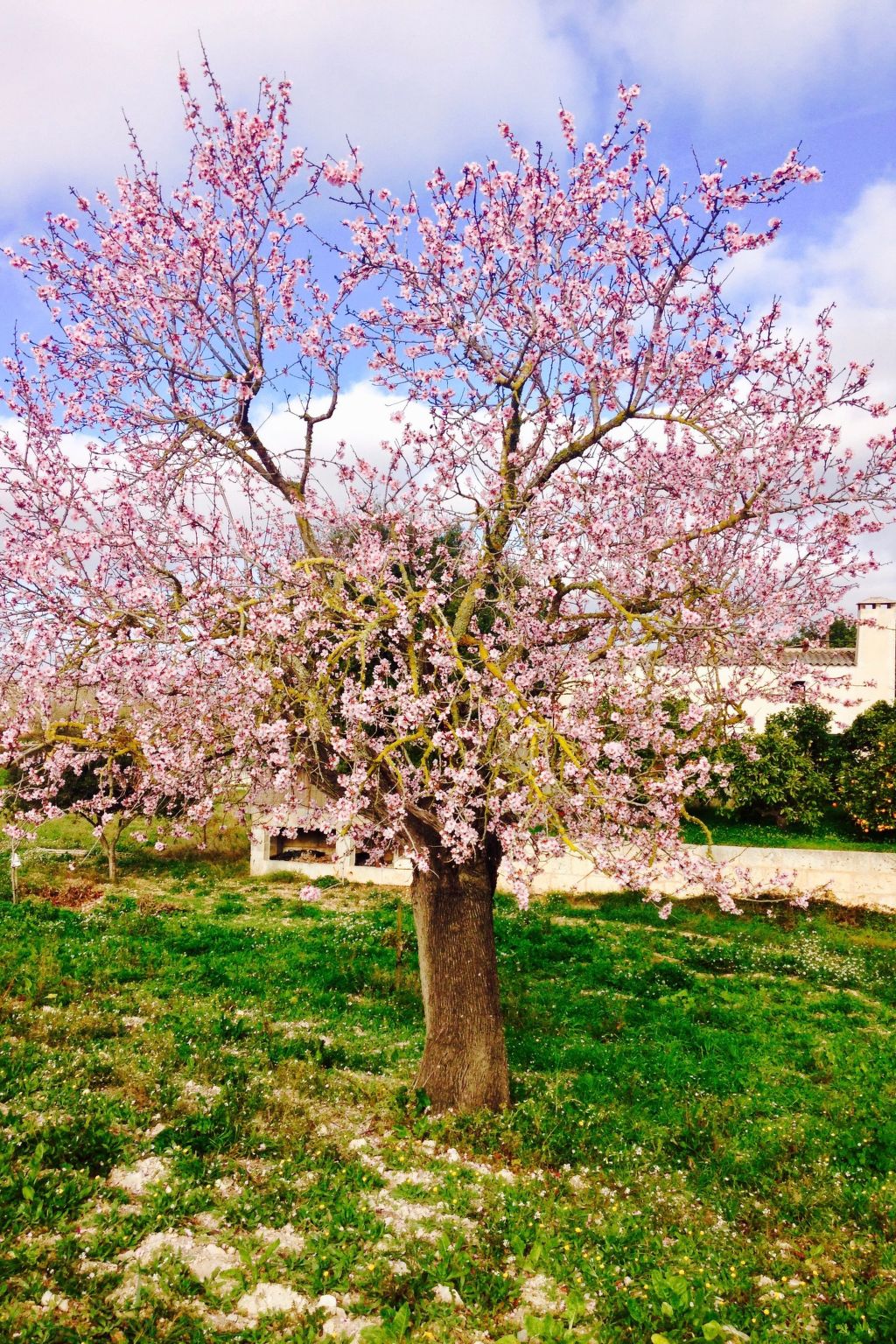 In Manacor mit Eigenem Pool-Image-tags.info