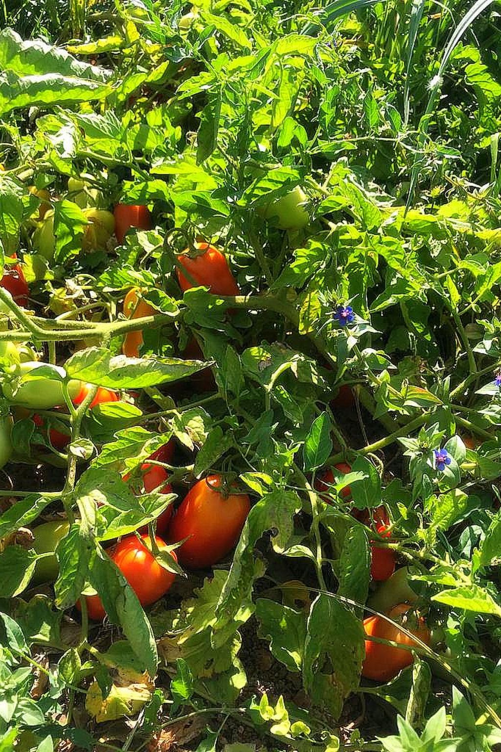 Finca 'Sa Tanca' mit privatem Pool-Image-tags.info