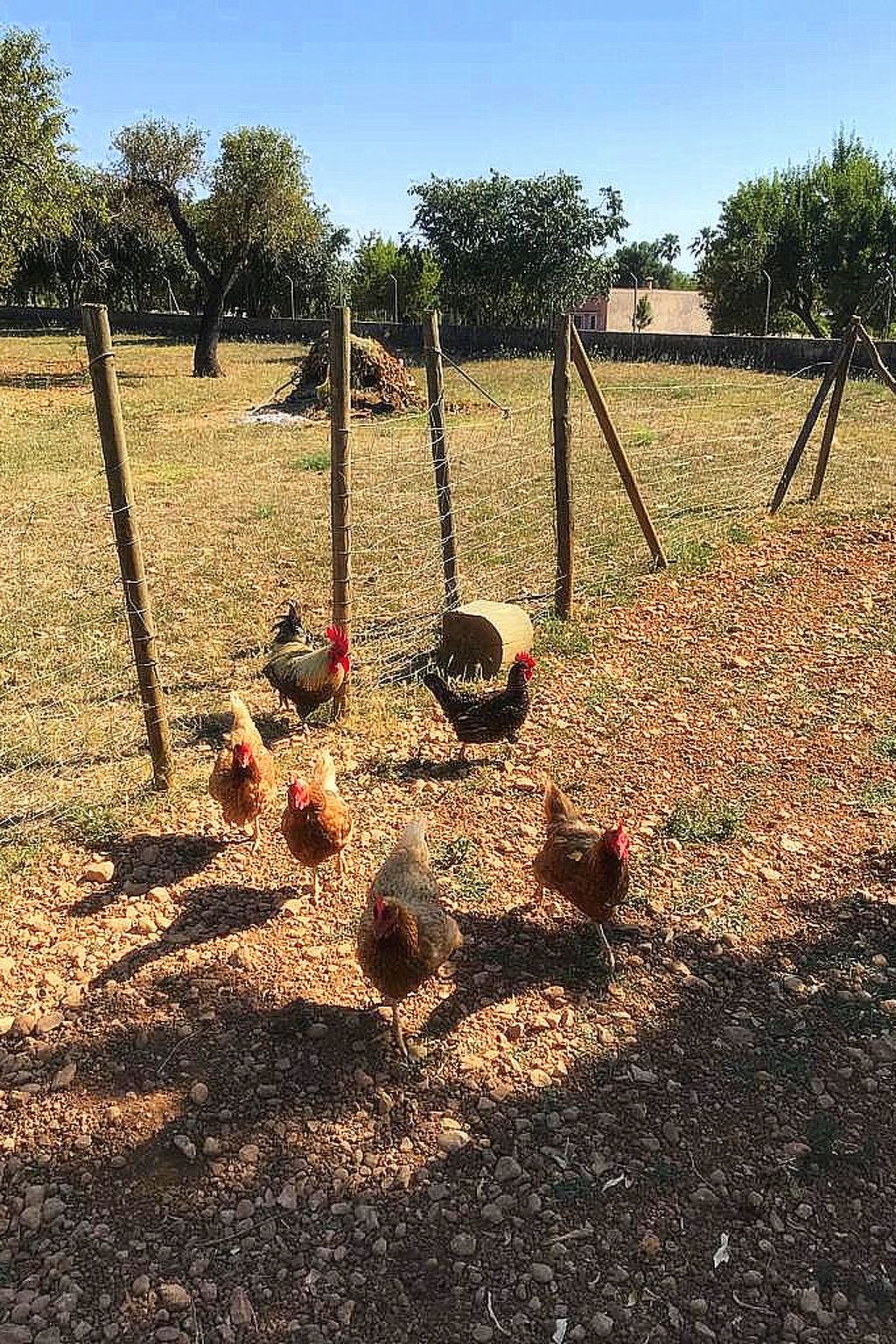 Finca 'Sa Tanca' mit privatem Pool-Image-tags.info