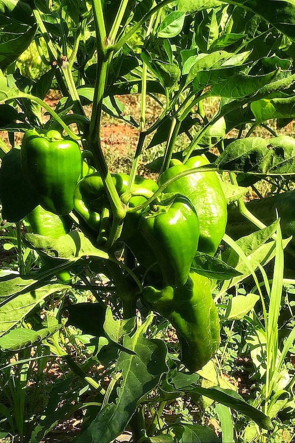 Finca 'Sa Tanca' mit privatem Pool-Image-tags.info