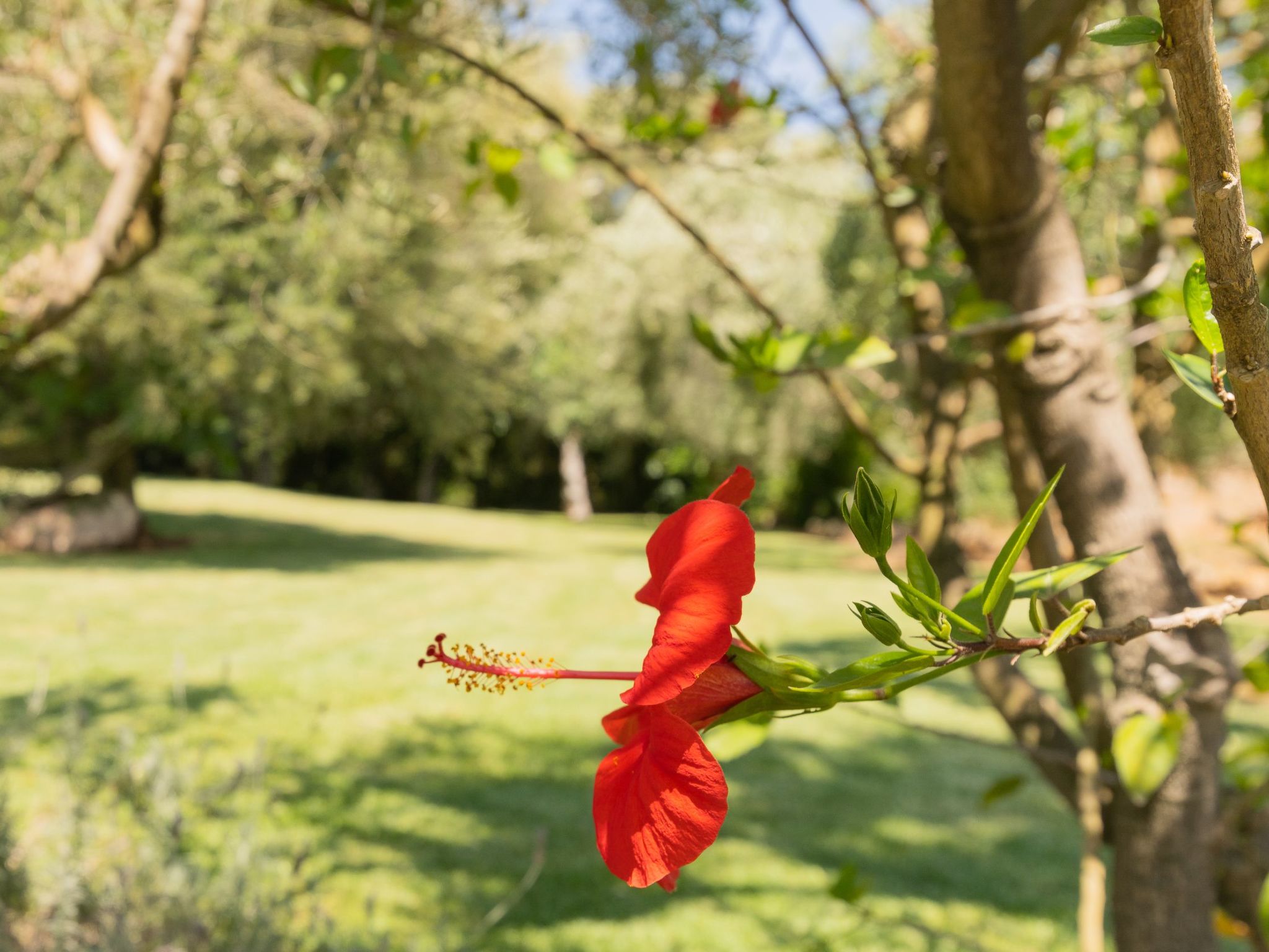 "Murtera-Image-tags.info