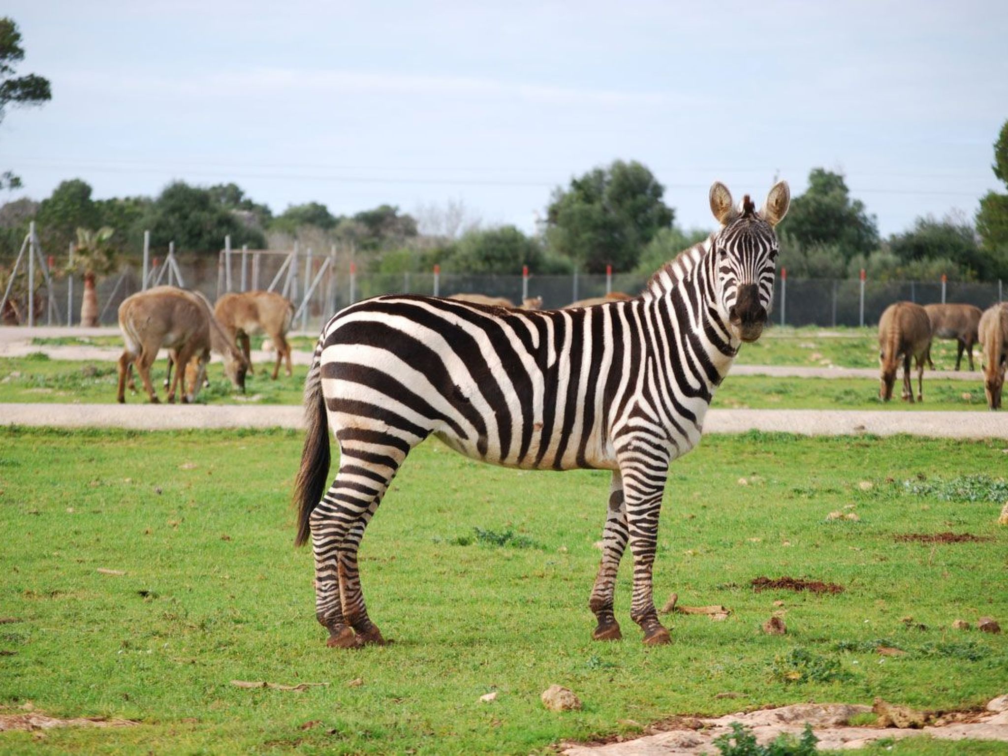 Villa Ses Ancores - 300 meter vom Strand-Image-tags.info