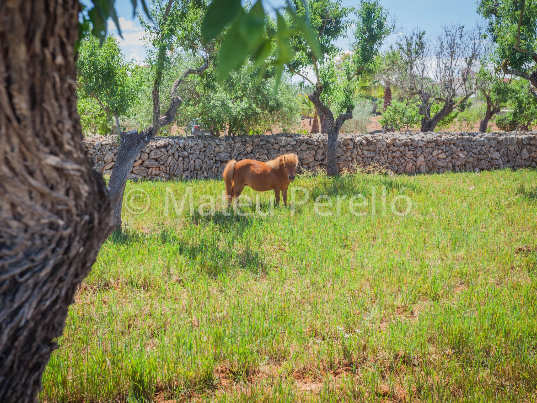 Villa mit 5 Schlafzimmern und Pool auf dem Lande-Binnen