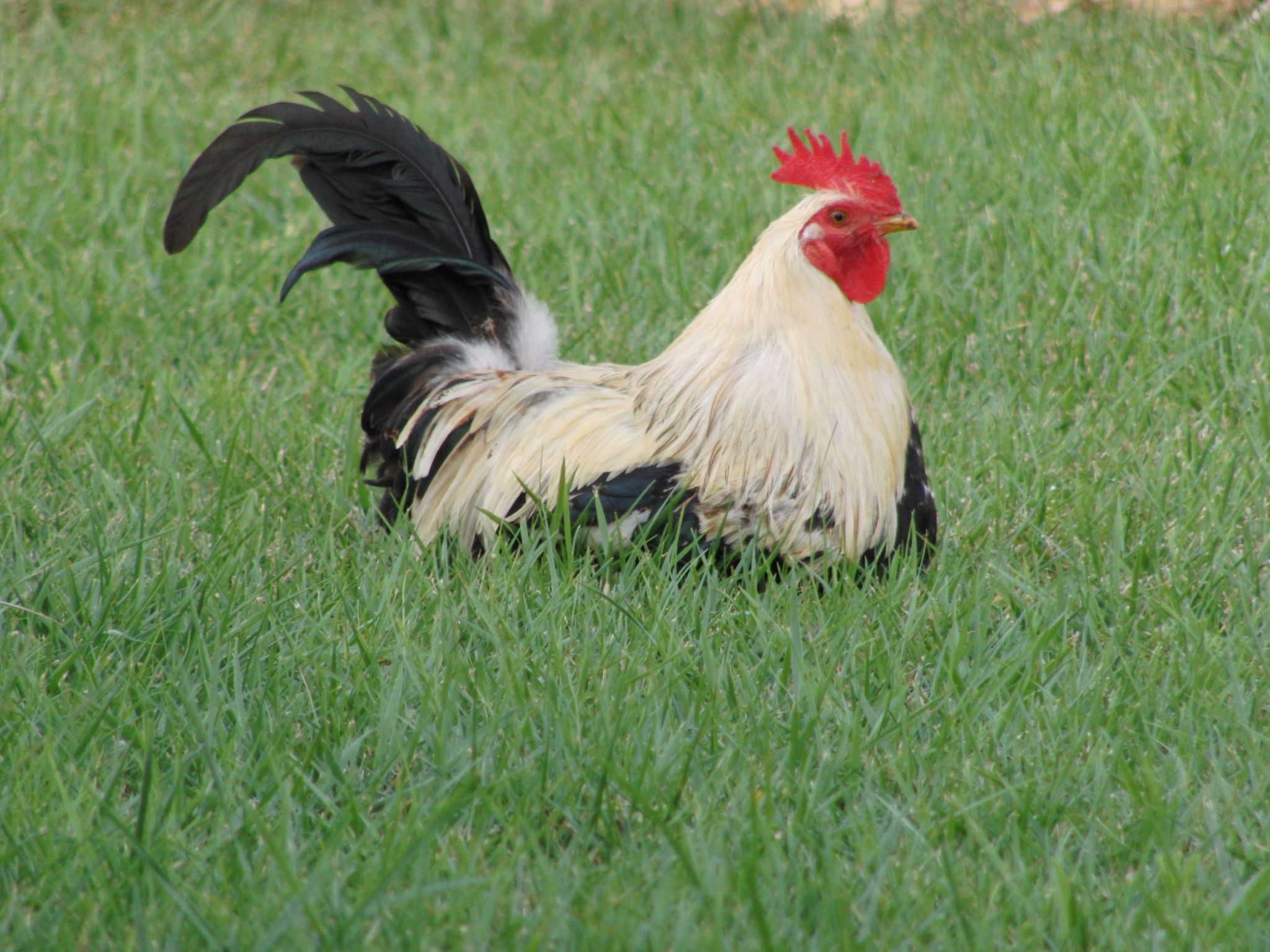 Villa mit 5 Schlafzimmern und Pool auf dem Lande-Binnen