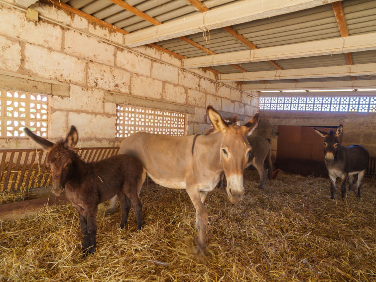 Photo of Finca Son Baulo