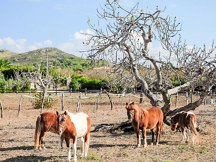 Photo of Ca Na Guerrera