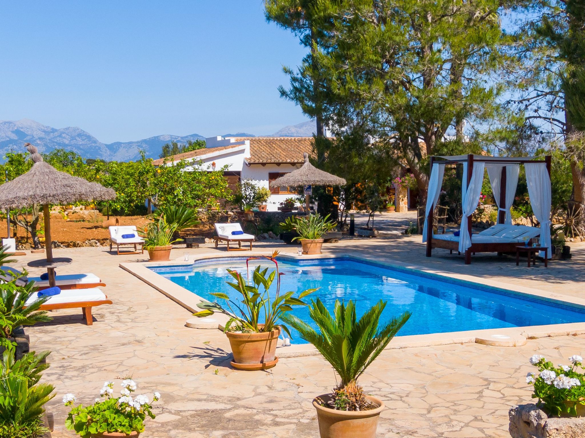 Mulet Llubi-Image-tags.info