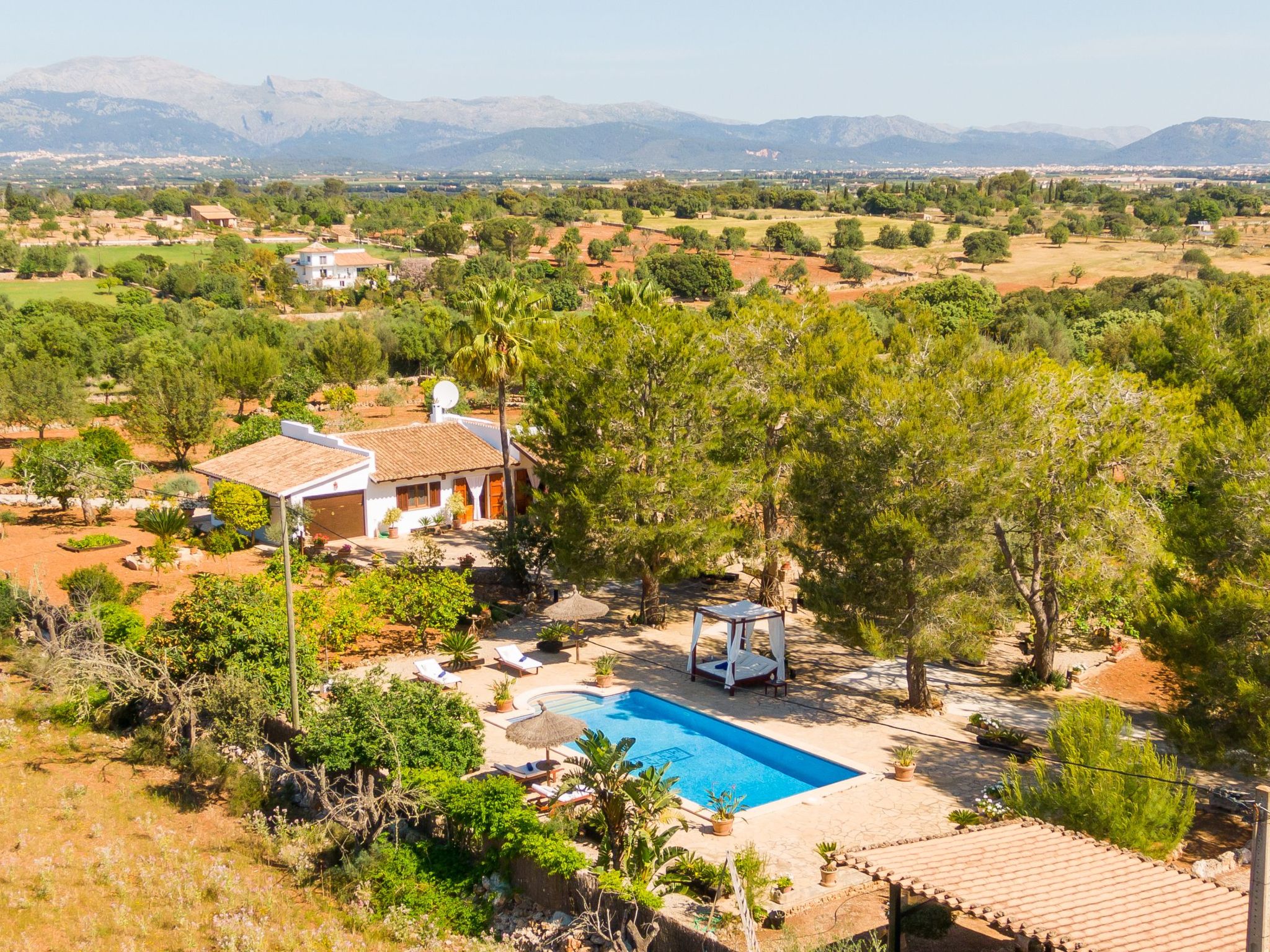 Mulet Llubi-Image-tags.info