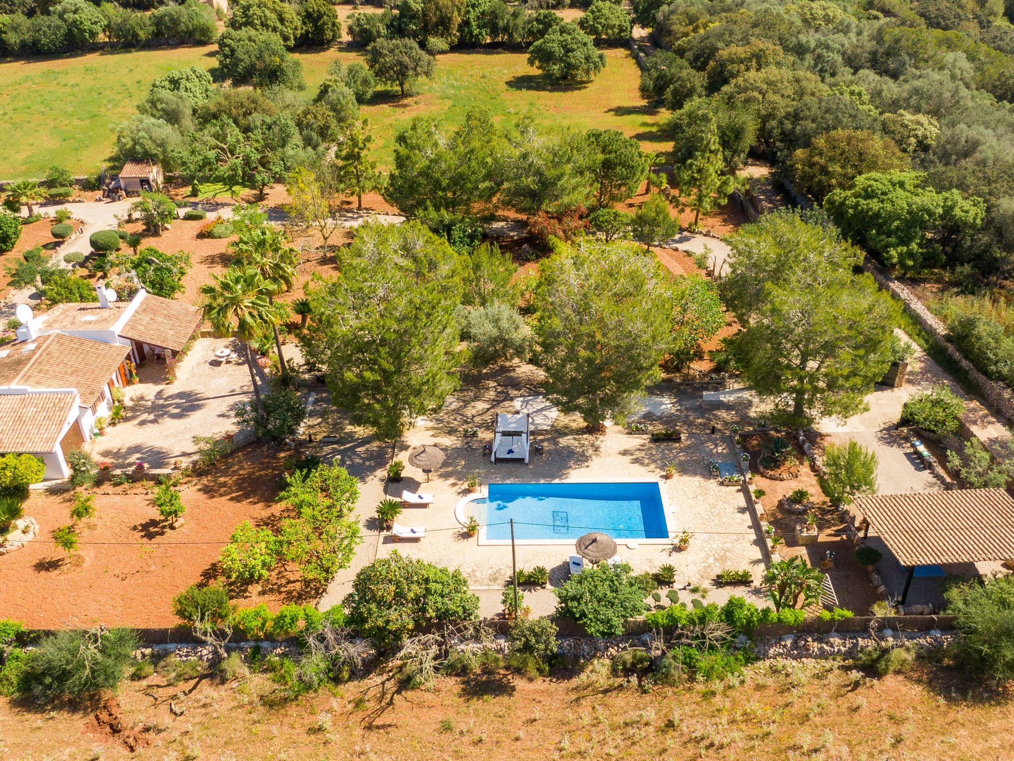 Mulet Llubi-Image-tags.info