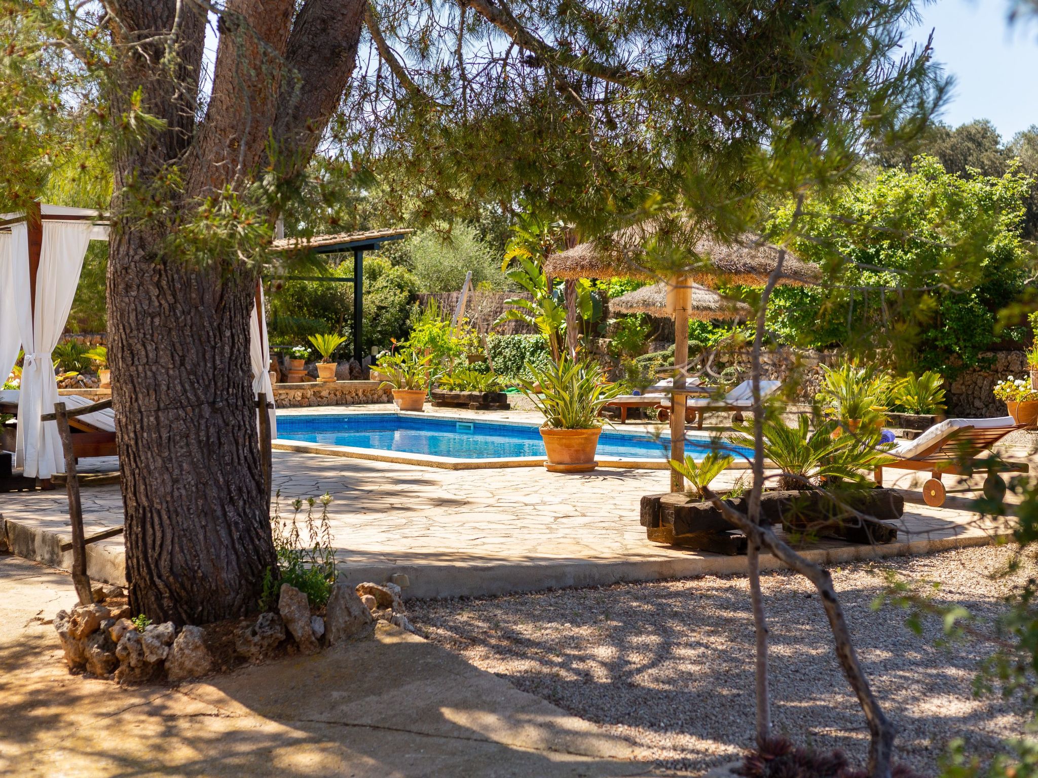 Mulet Llubi-Image-tags.info