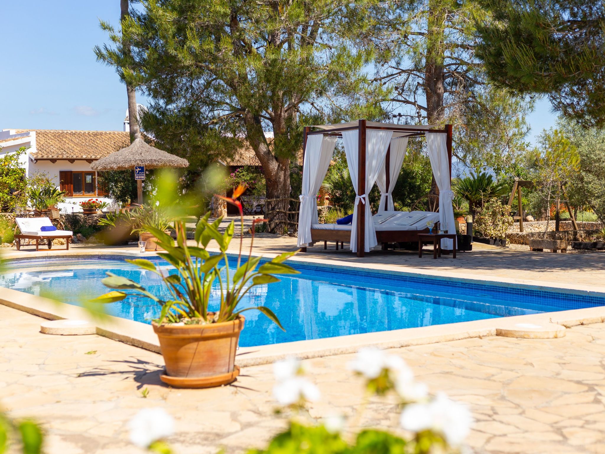 Mulet Llubi-Image-tags.info