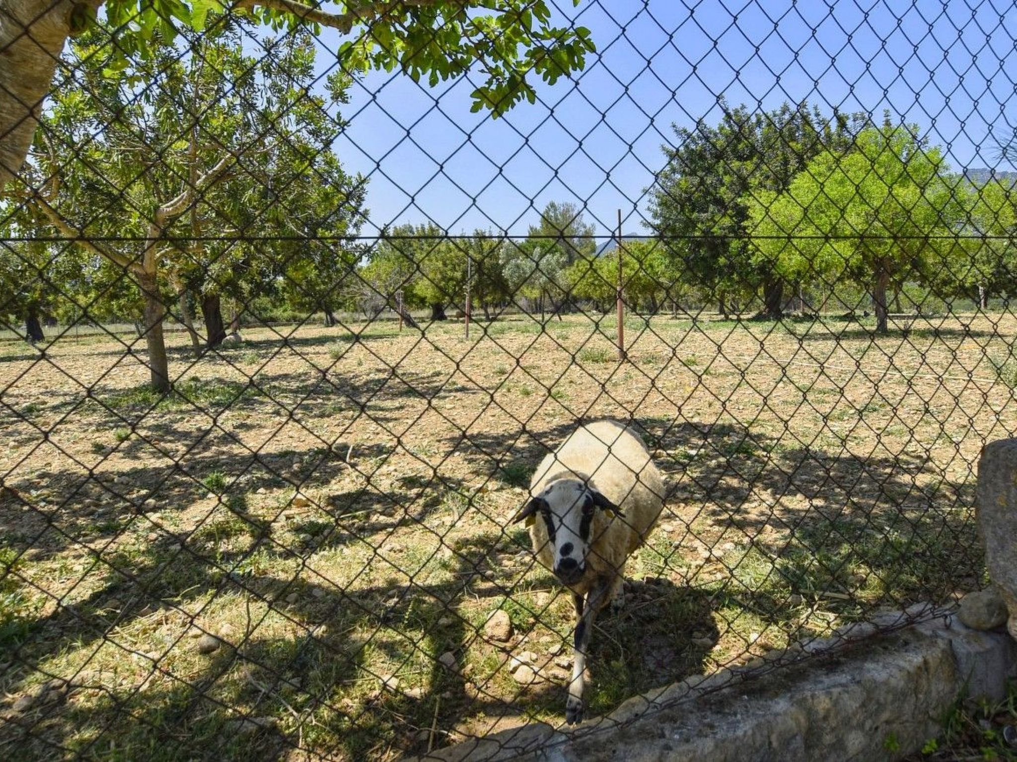 Gemütliches Ferienhaus in Selva mit Privatem Pool-Image-tags.info