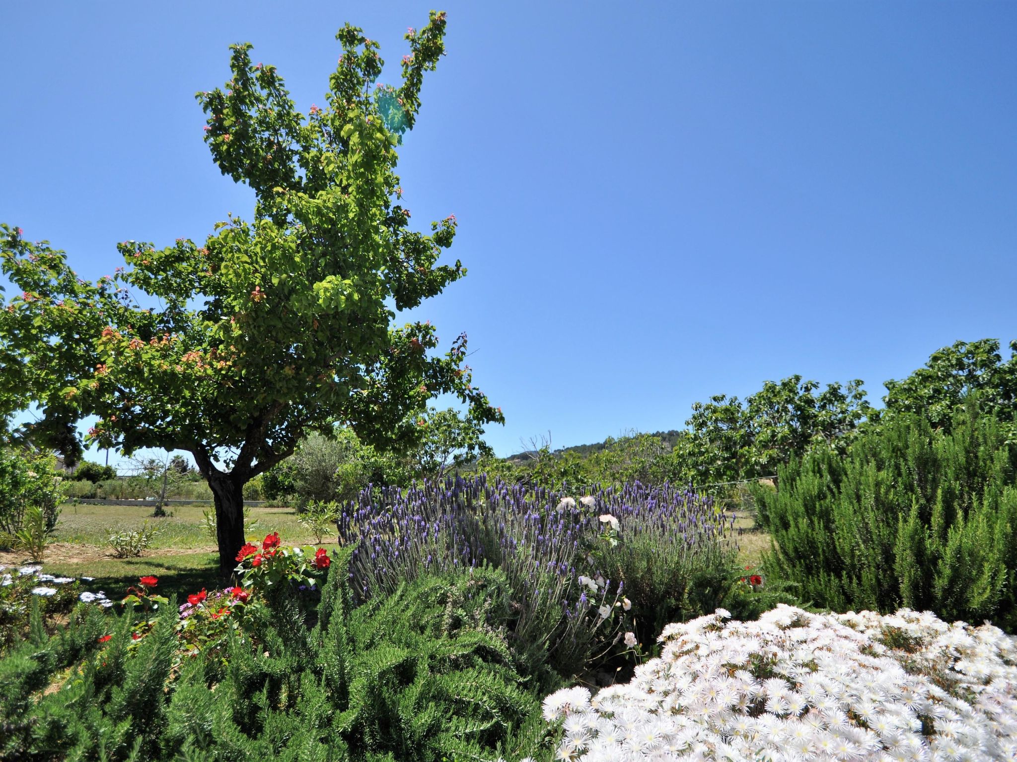 Villa SON RUBI en Selva (Serra de Tramuntana) con barbacoa y piscina privada- V - Buiten