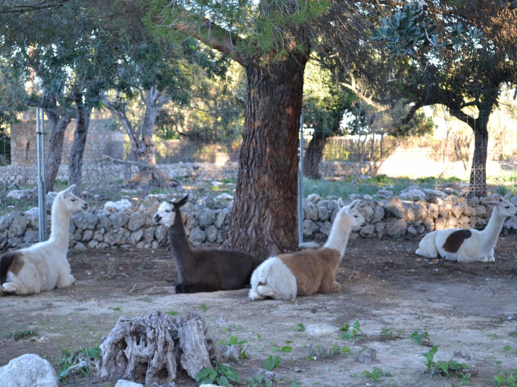 Ferienvilla "Can LLamas-Image-tags.info