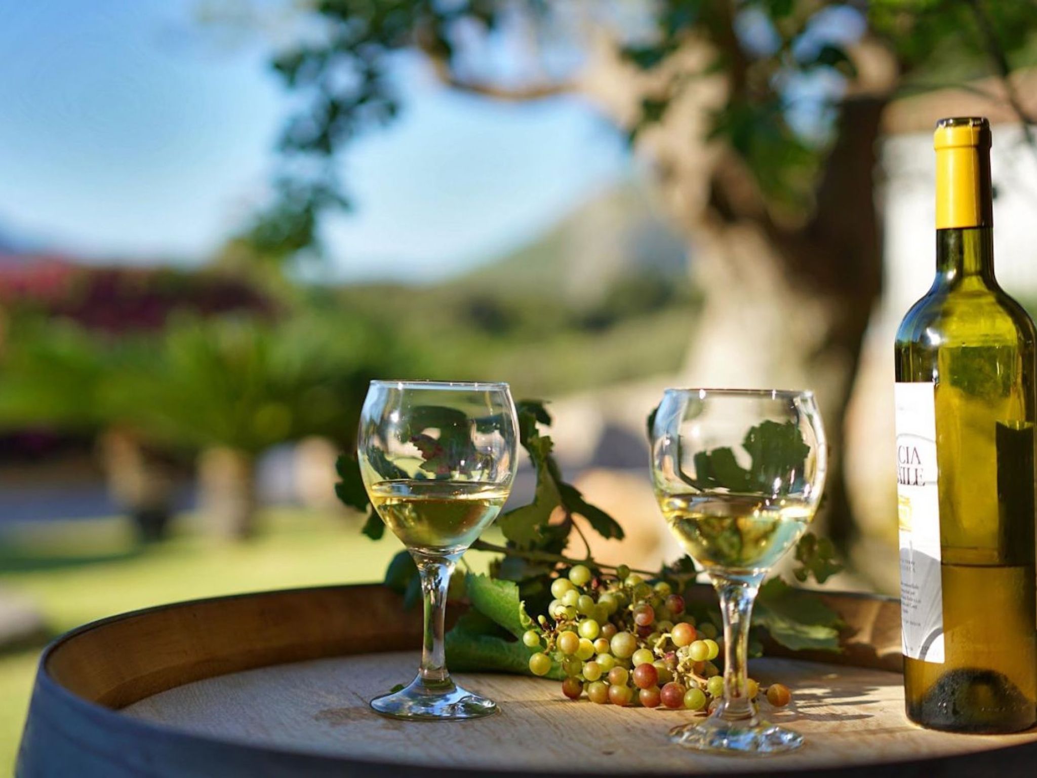 Villa Llop. Wunderschöne moderne Villa mit Sauna-Binnen