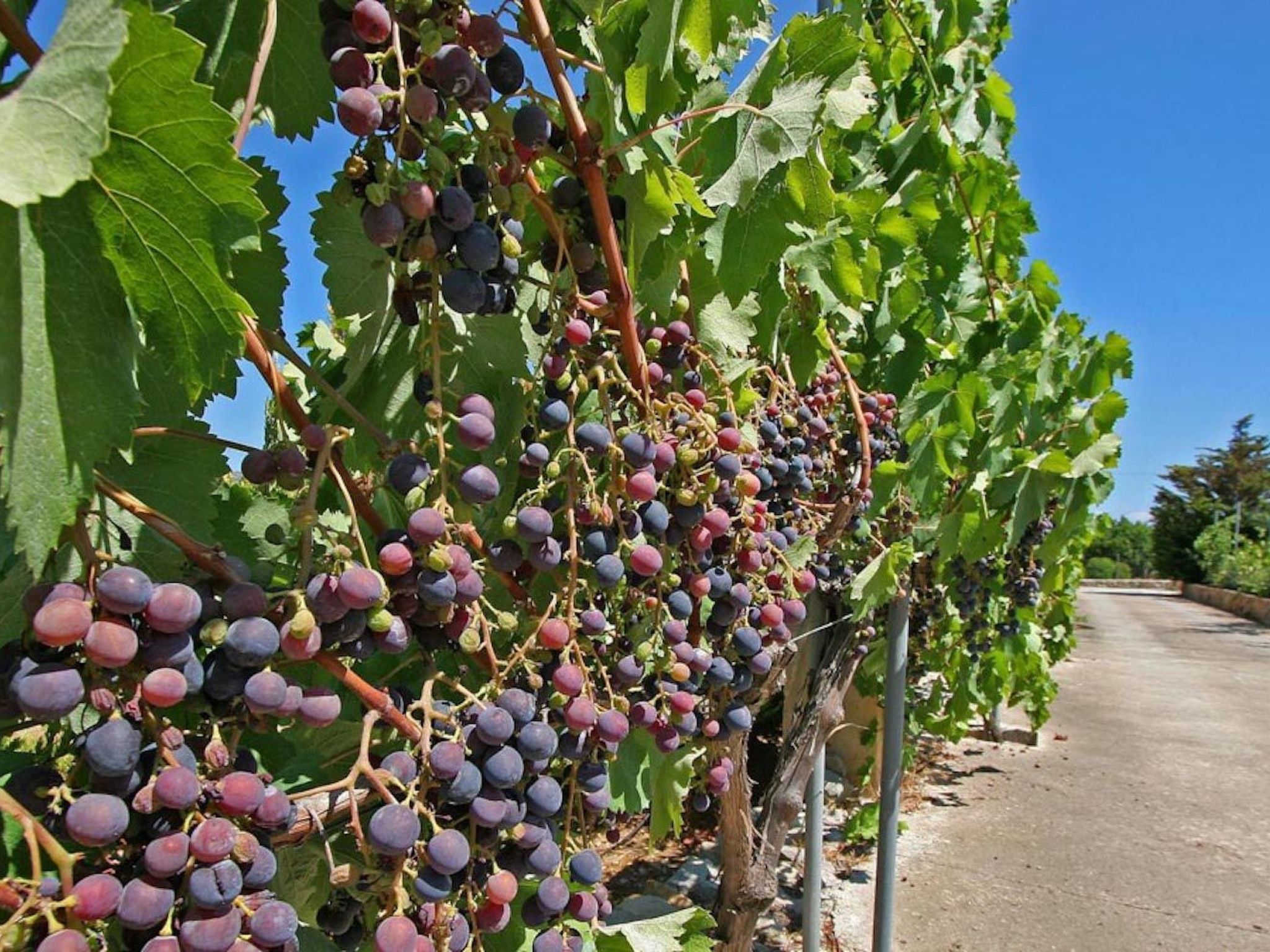 Photo of Ferienvilla "Rafalet