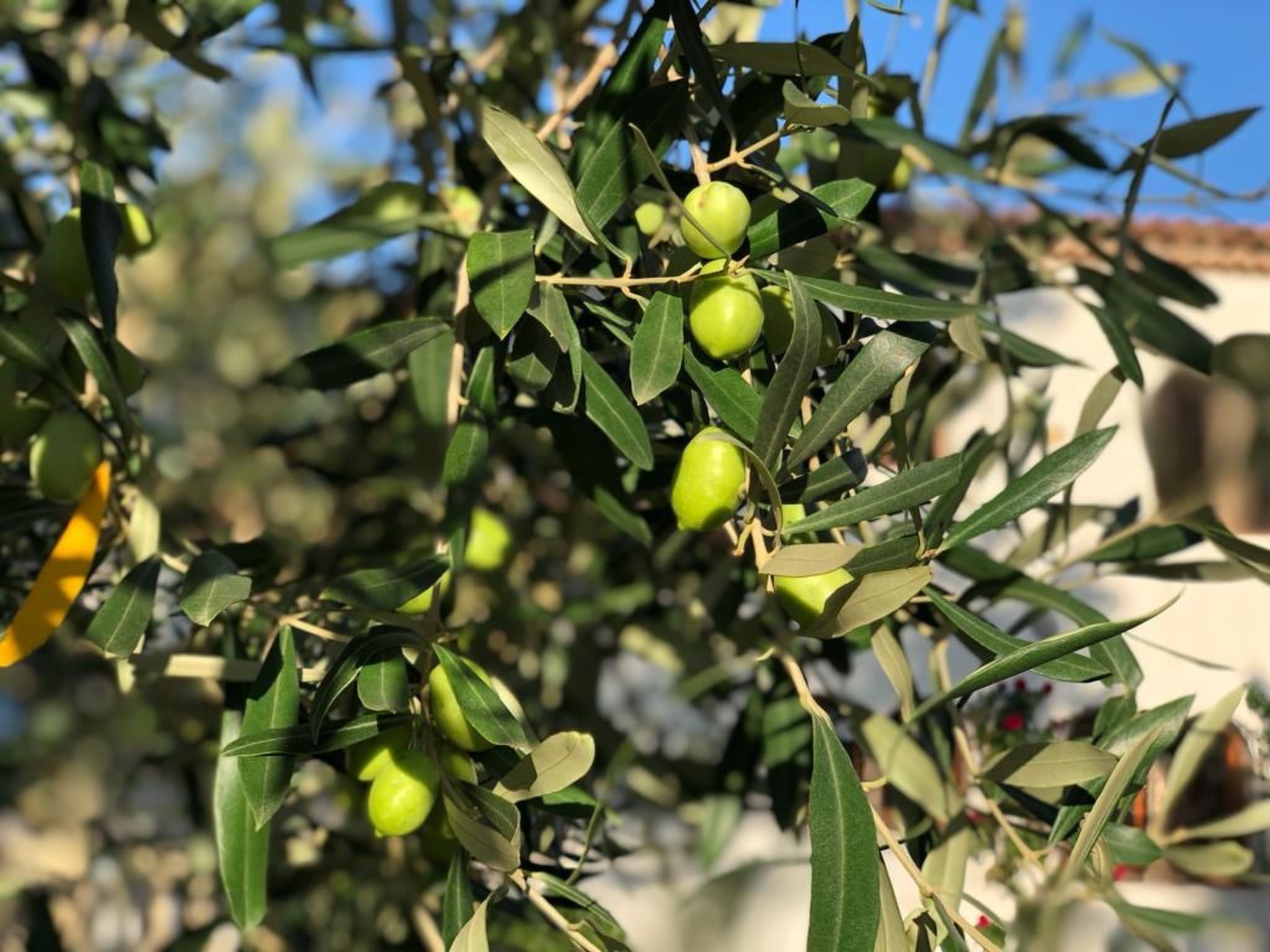 Villa mit einem Nebengebäude auf weitläufigem Garten in Strandnähe-Image-tags.info