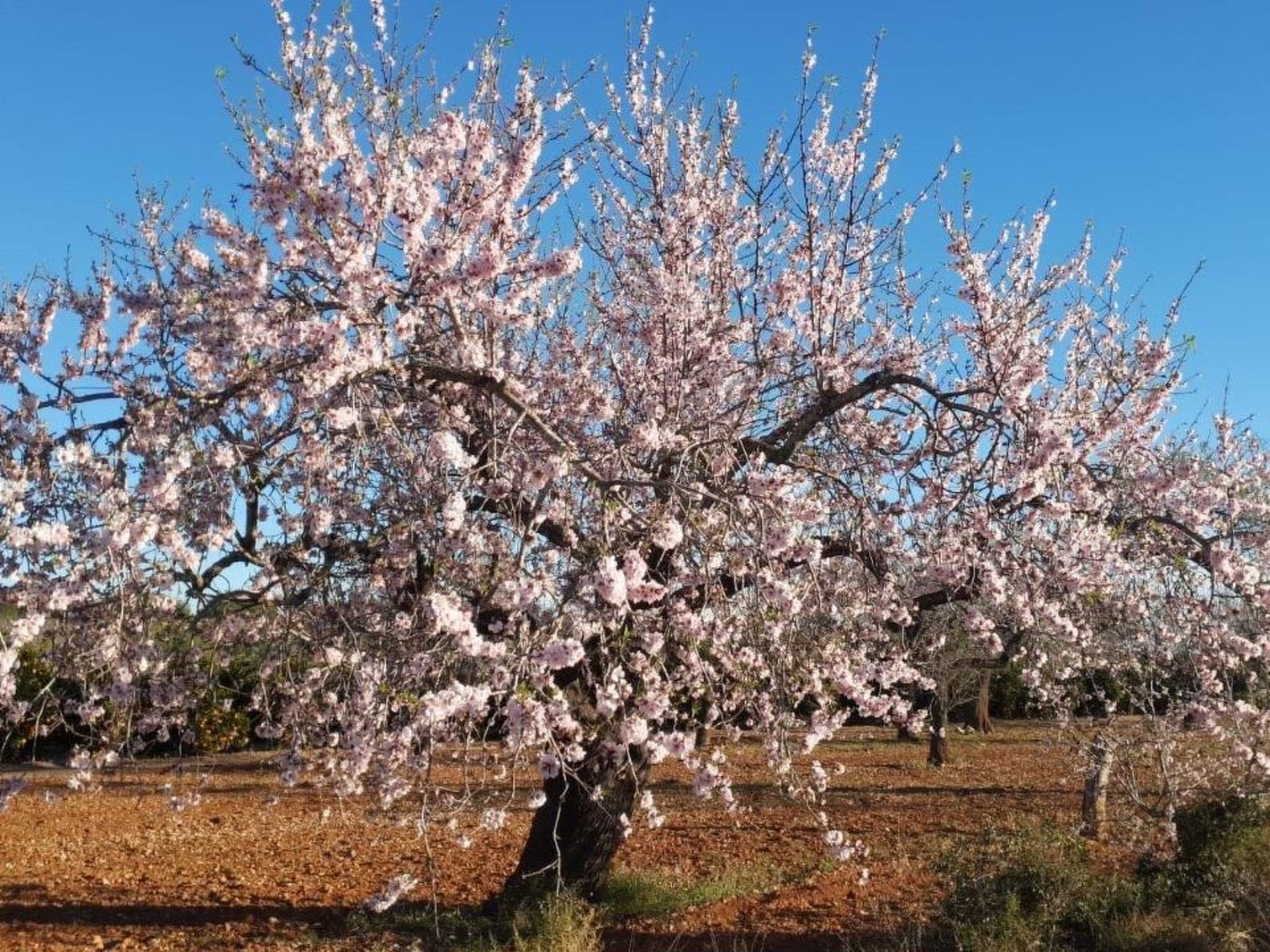 Casa Geminis 1 mit Garten und Meerblick-Binnen