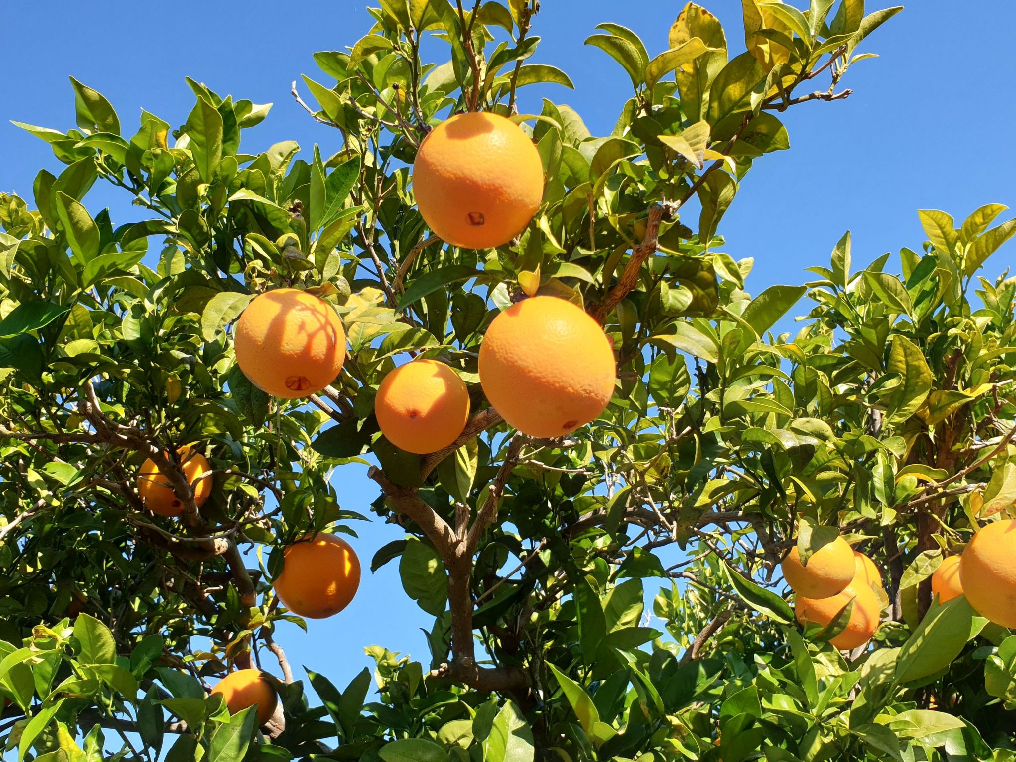 Casa Geminis 1 mit Garten und Meerblick-Binnen