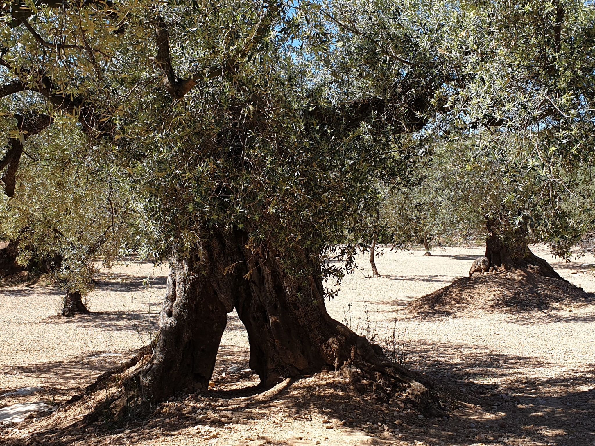 Casa Geminis 1 mit Garten und Meerblick-Binnen