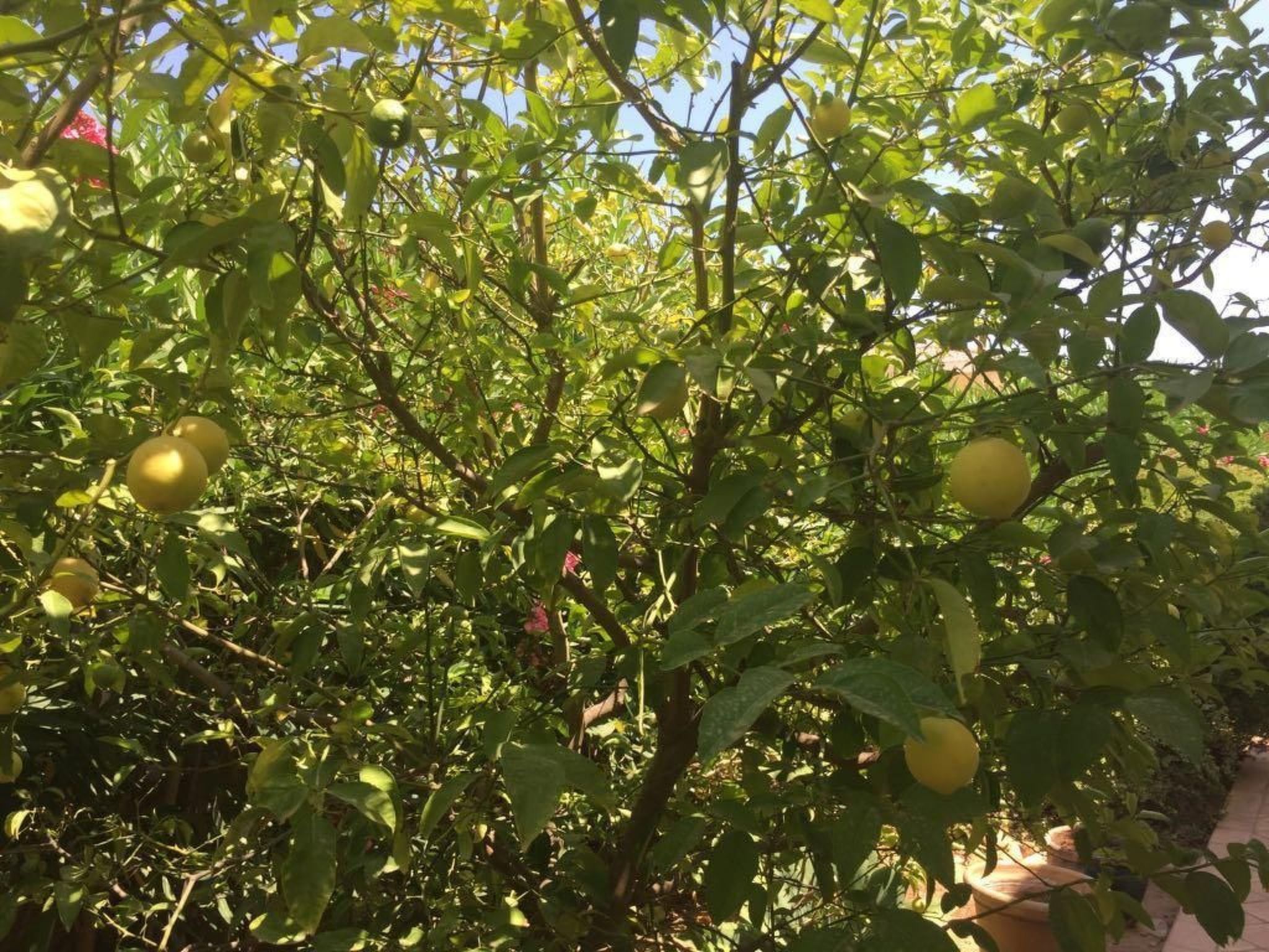 Traumvilla Segaria-Binnen