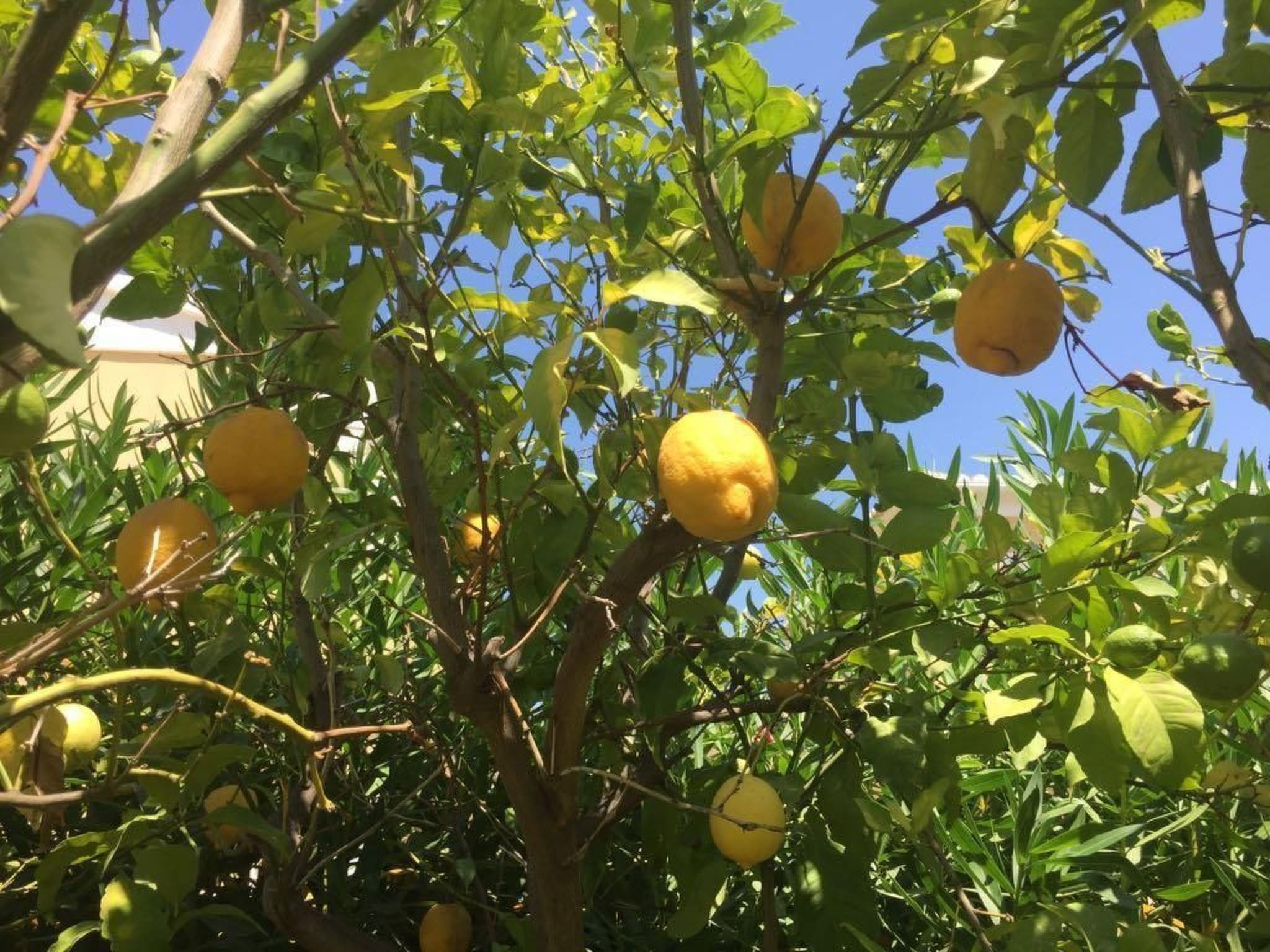 Traumvilla Segaria-Binnen