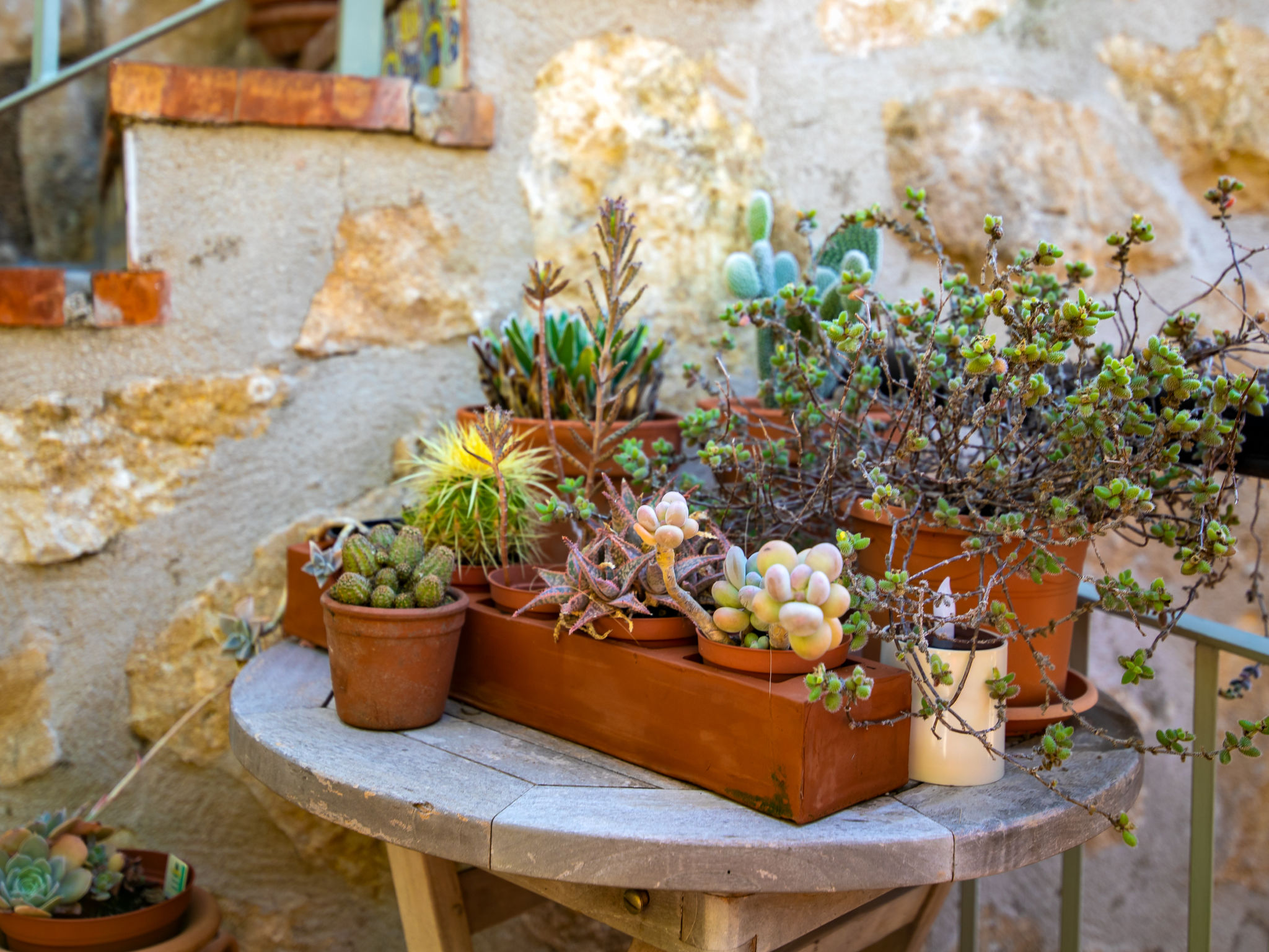 Photo of Petite Fleur