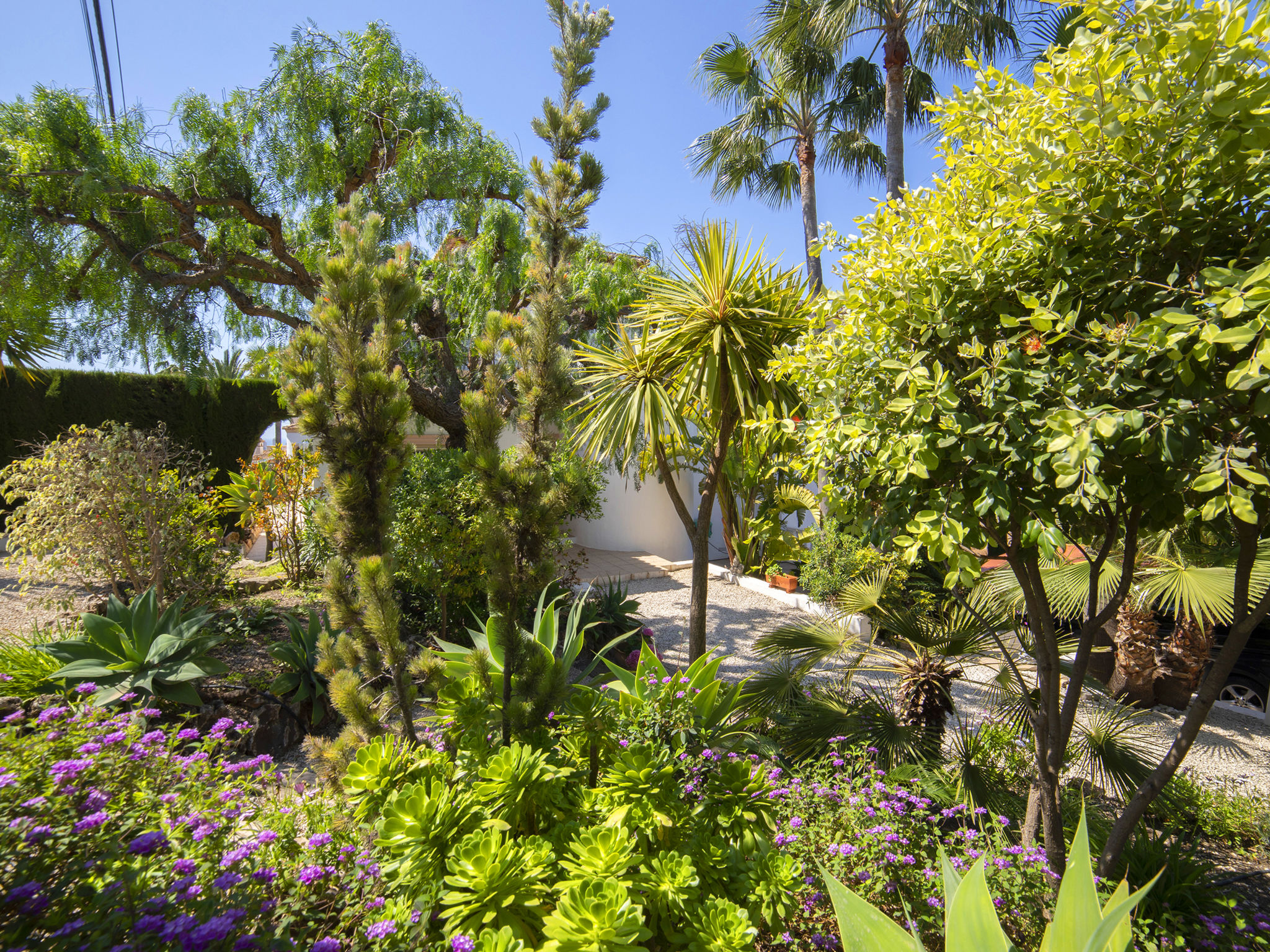 Photo of Septimo Cielo