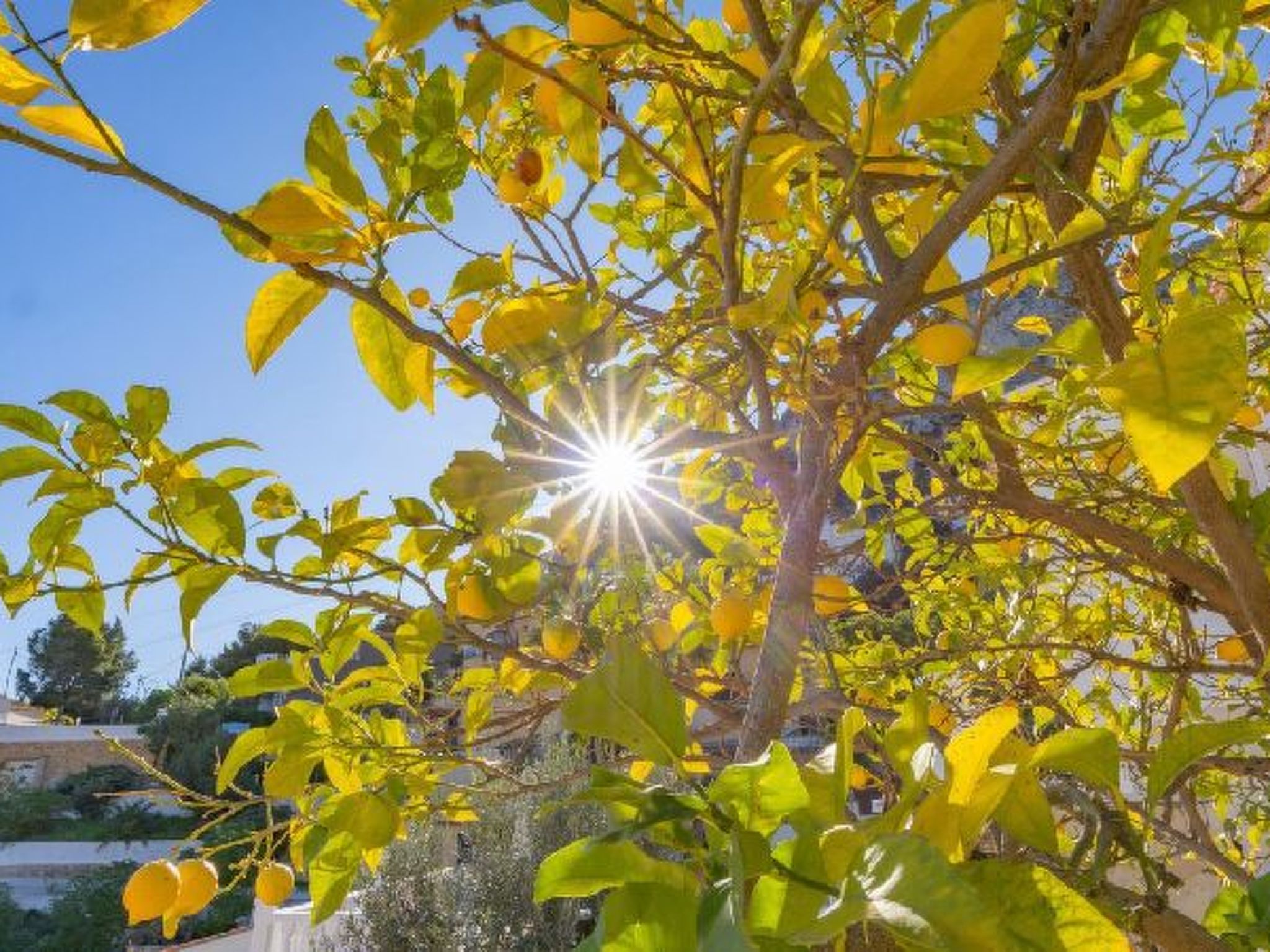 Photo of Villa Solari - Plusholidays