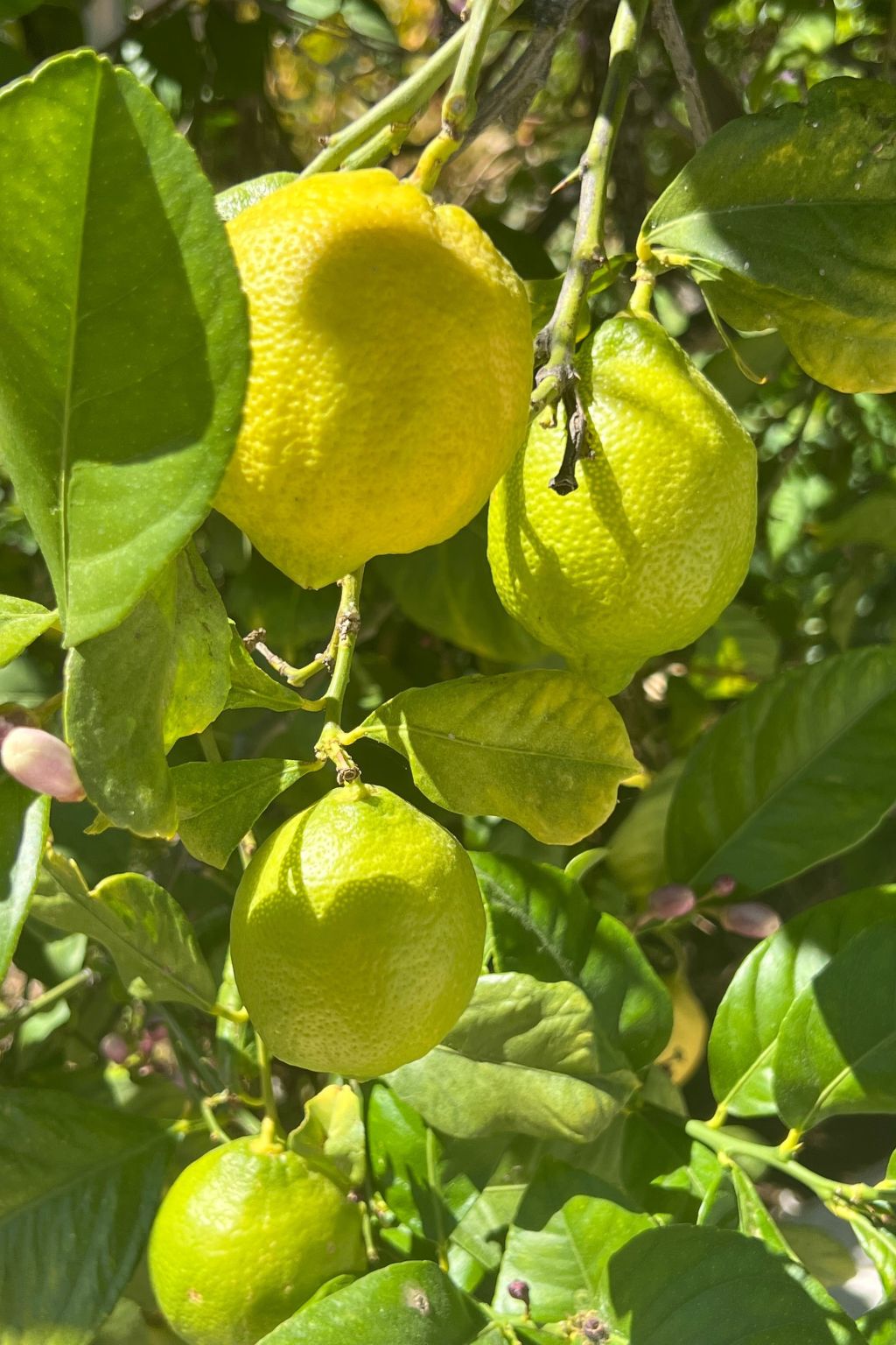 Photo of Schicker Bungalow in extrem ruhiger Lage und doch zentral gelegen