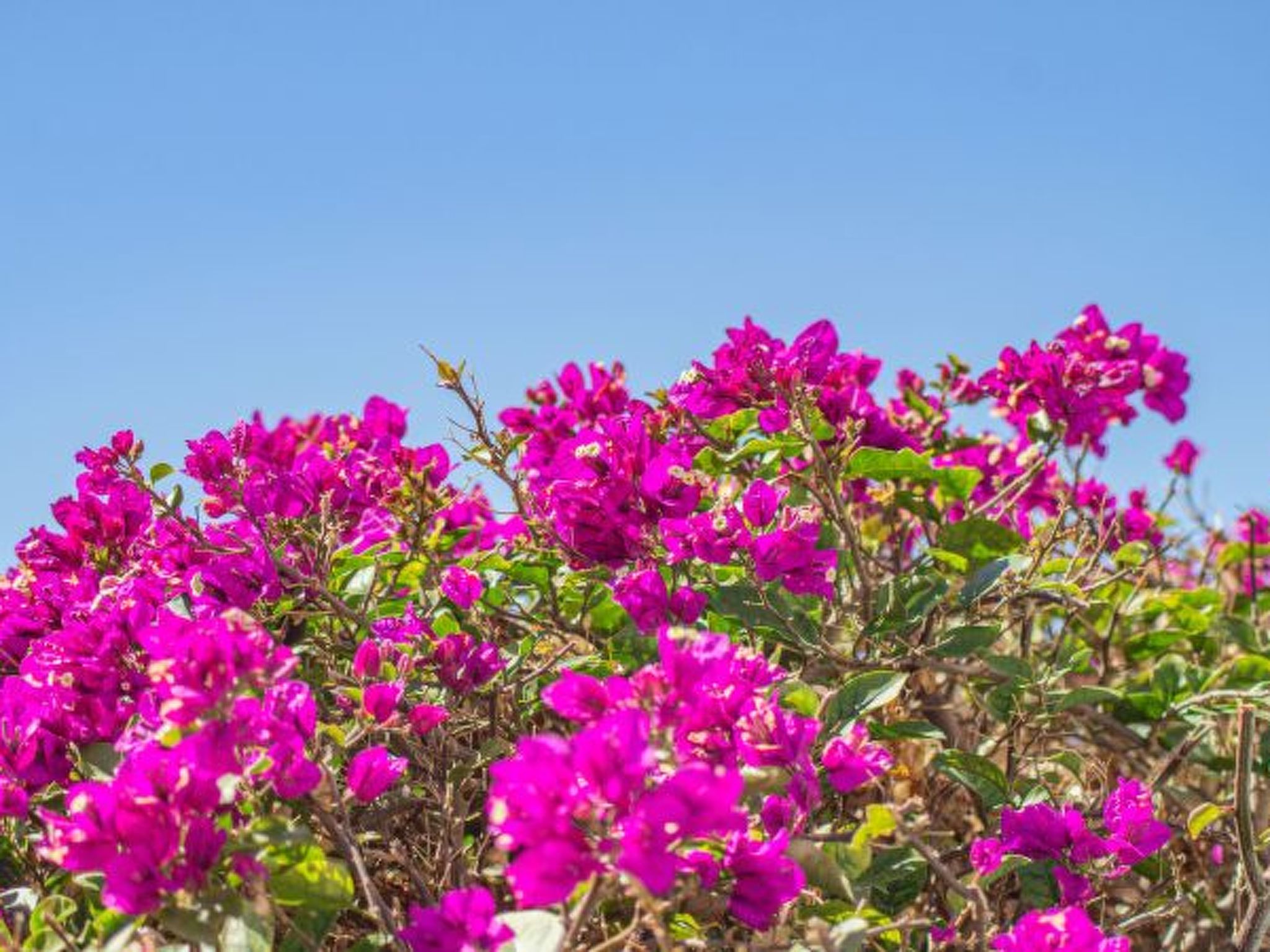 Photo of Villa Catrina - Plusholidays