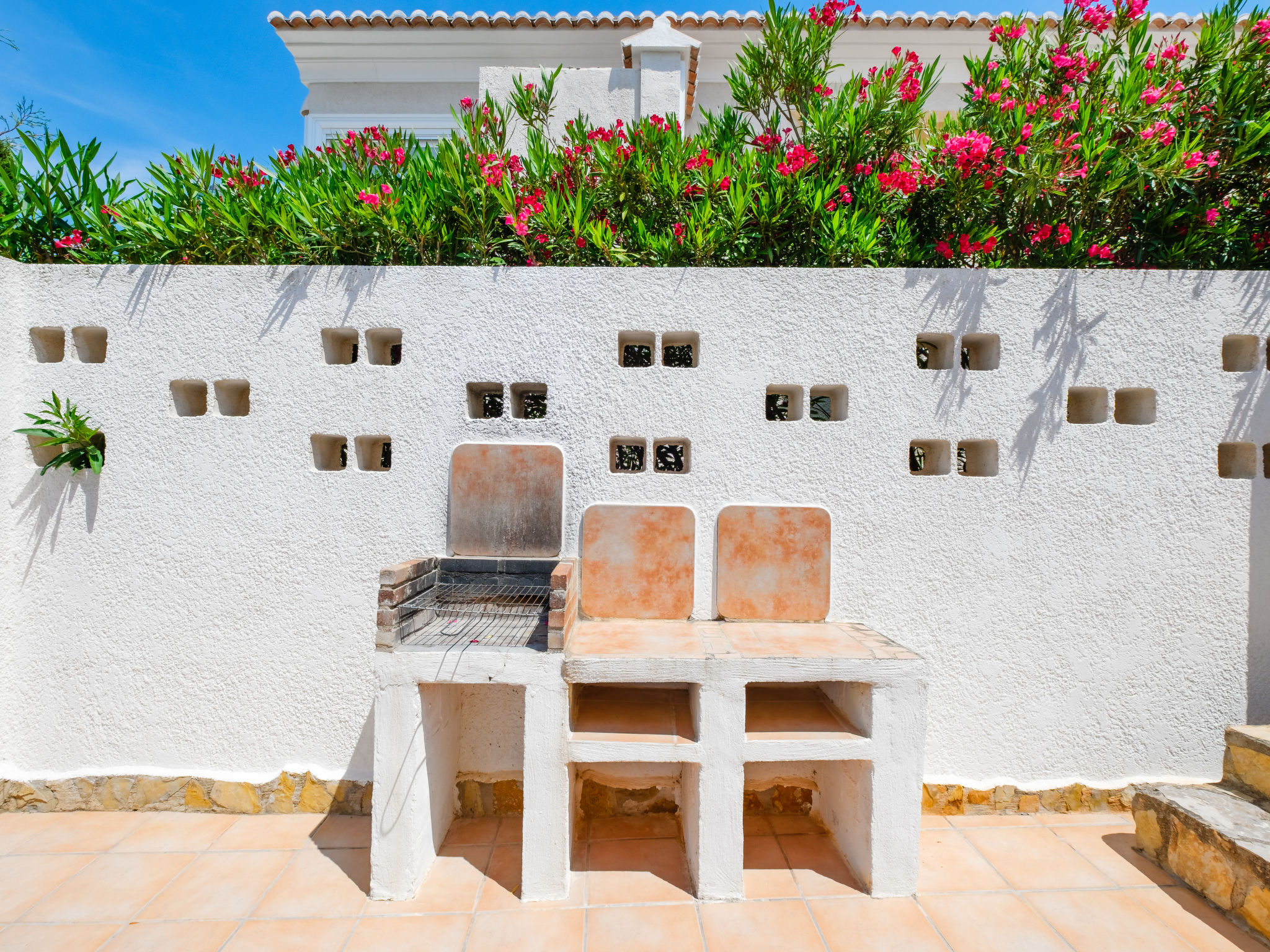 Photo of Bougainvillea