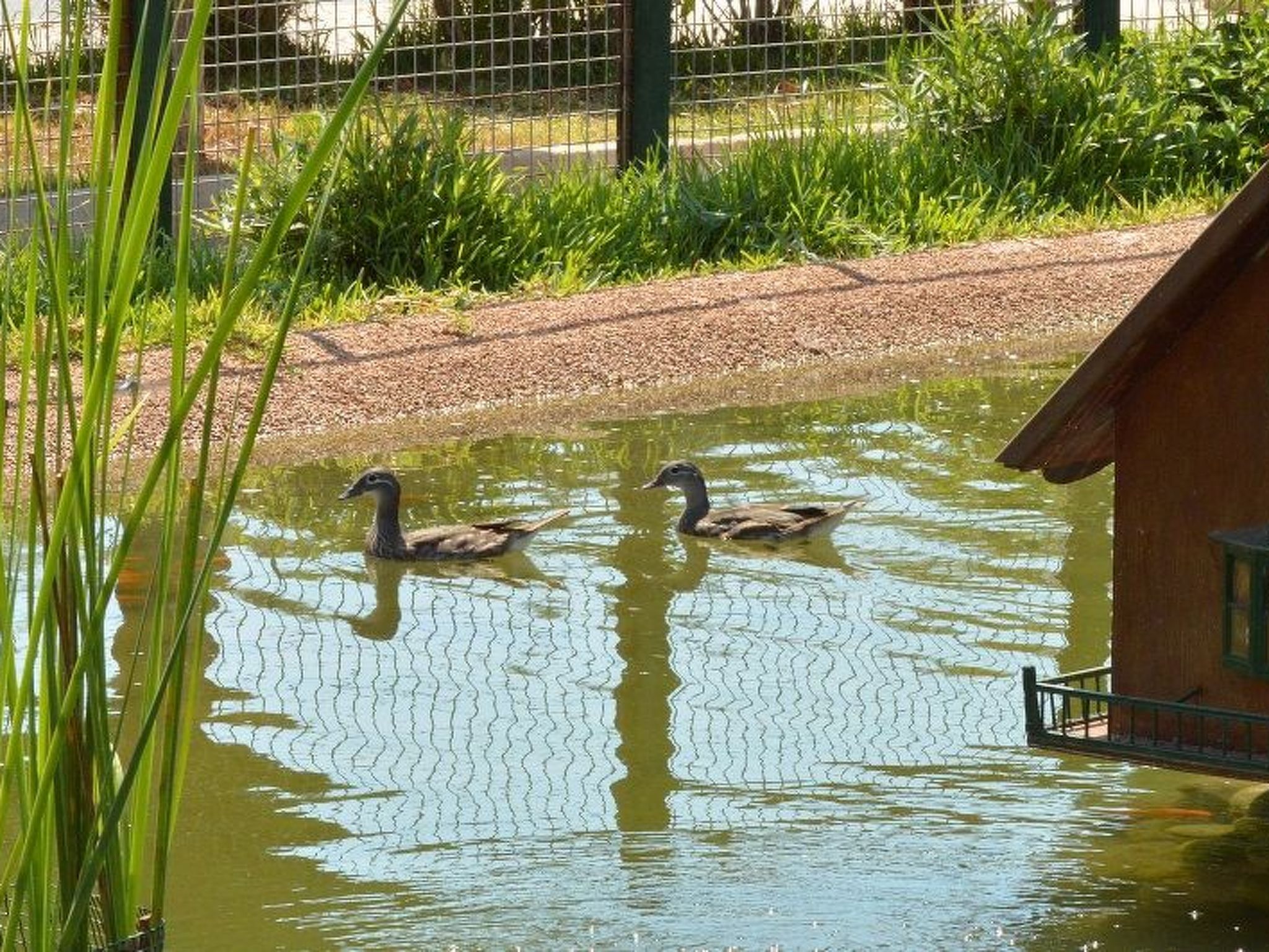 Studio-Appartement mit Terrasse-Binnen