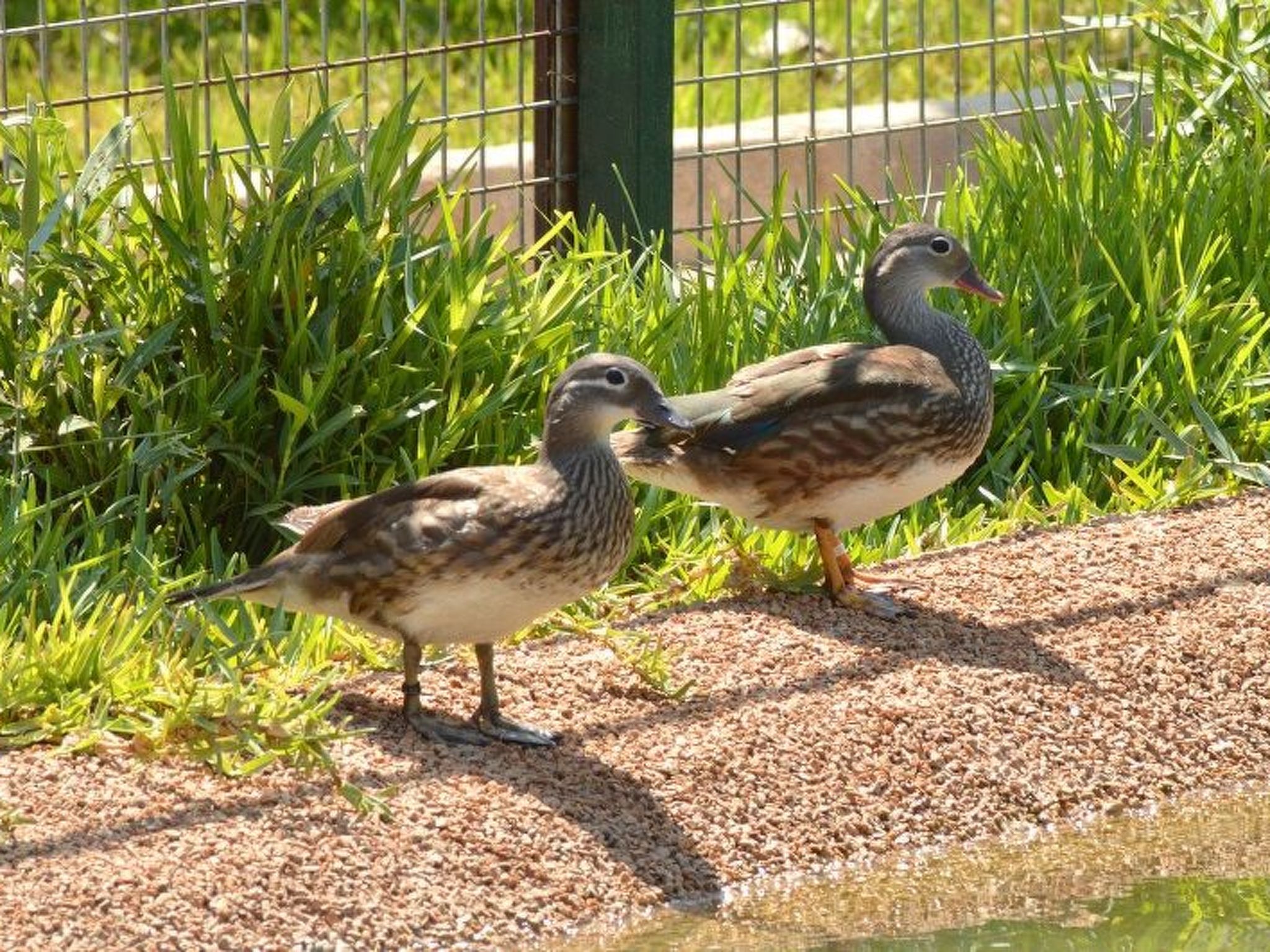 Studio-Appartement mit Terrasse-Binnen