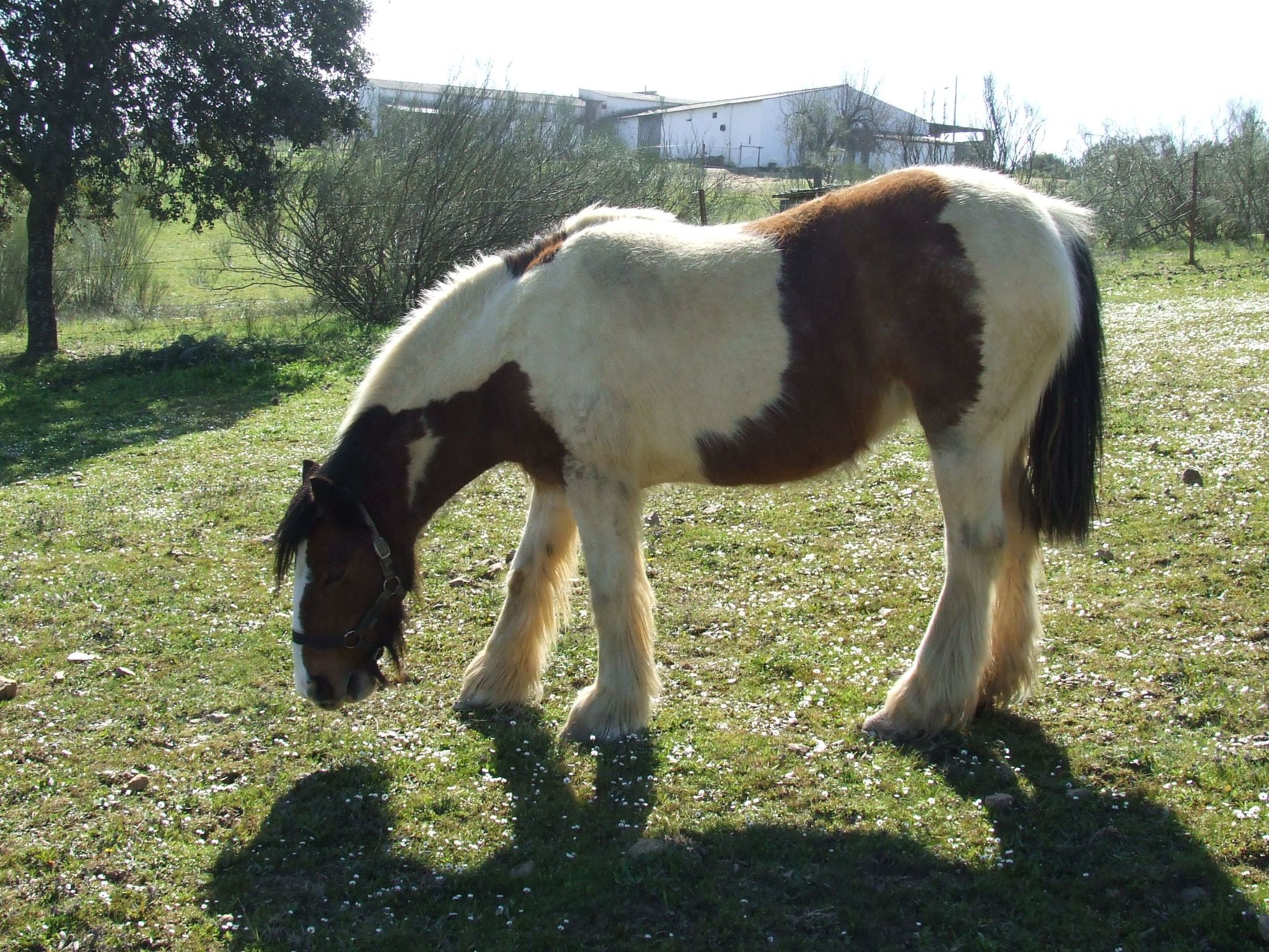 Finca "El Chorrillo" mit gemeinschaftlichem Pool-Image-tags.info