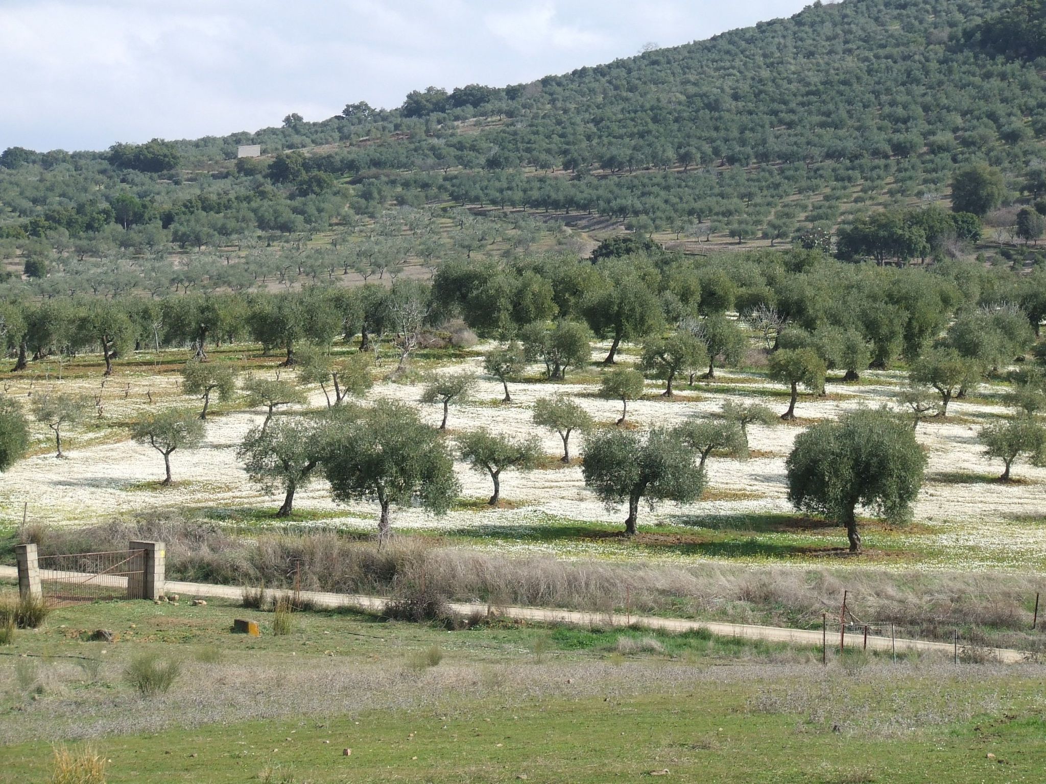 Finca El Chorrillo Studio-Image-tags.info