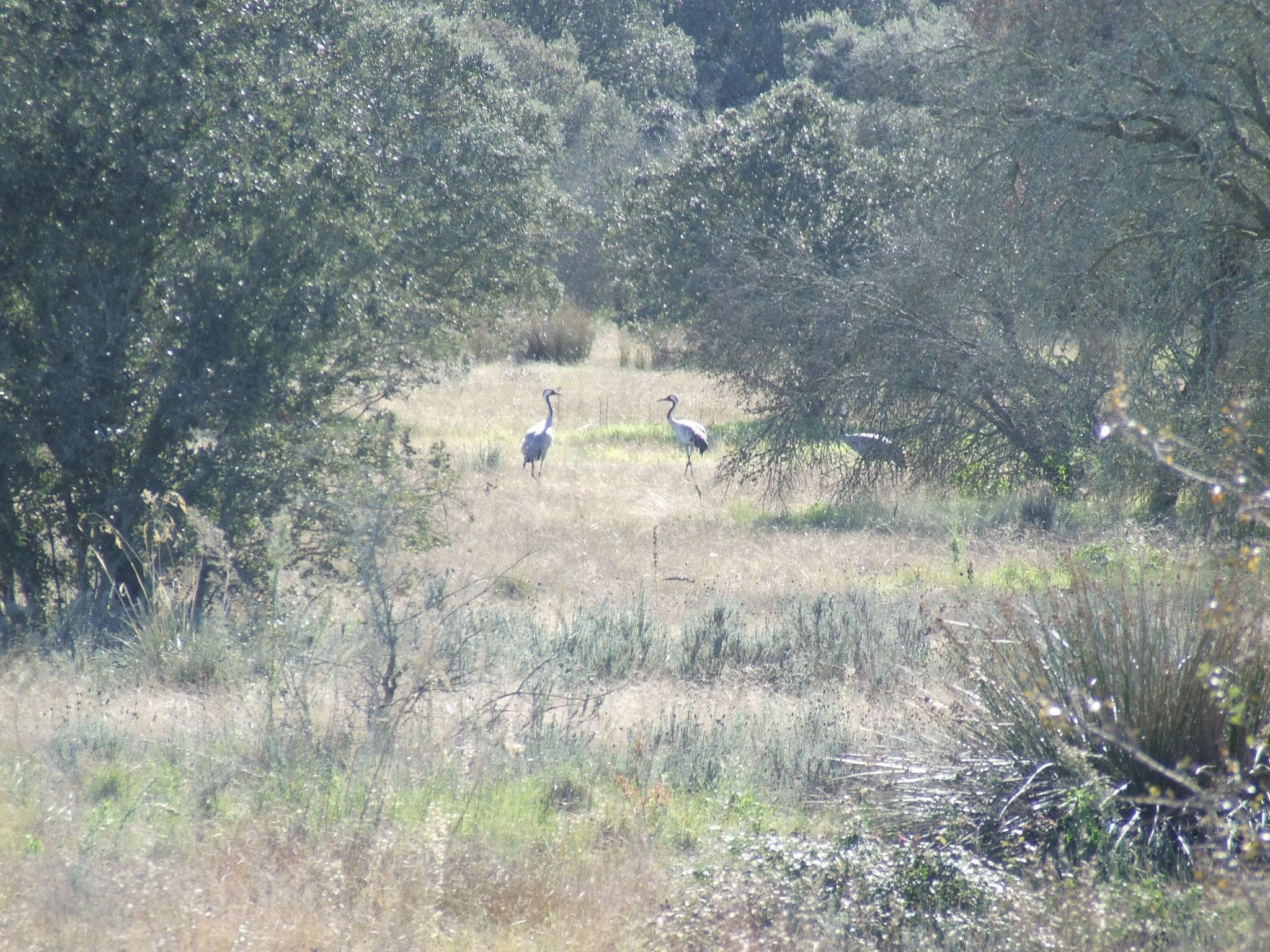 Finca El Chorrillo Studio-Image-tags.info