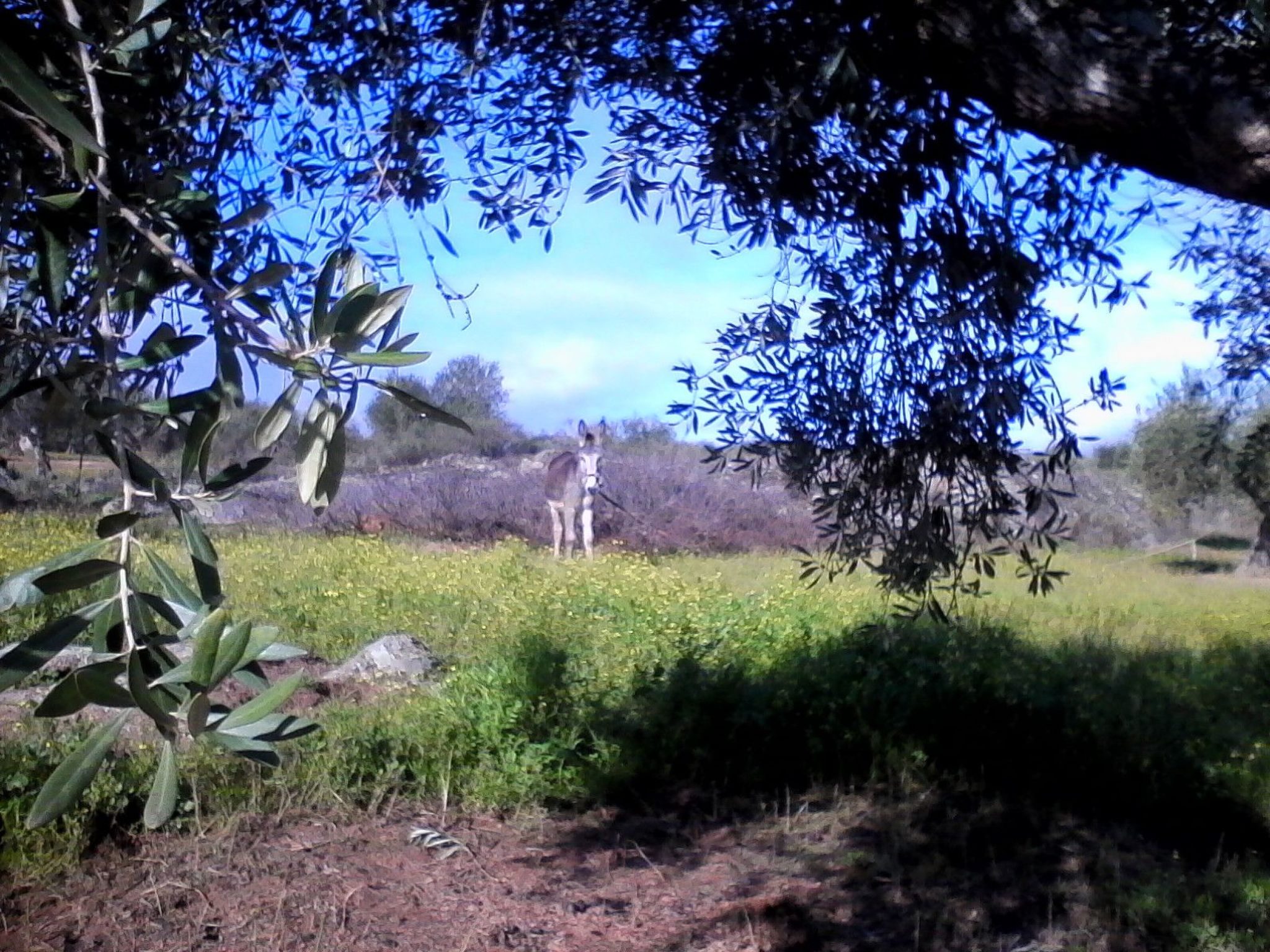 Finca El Chorrillo Studio-Image-tags.info