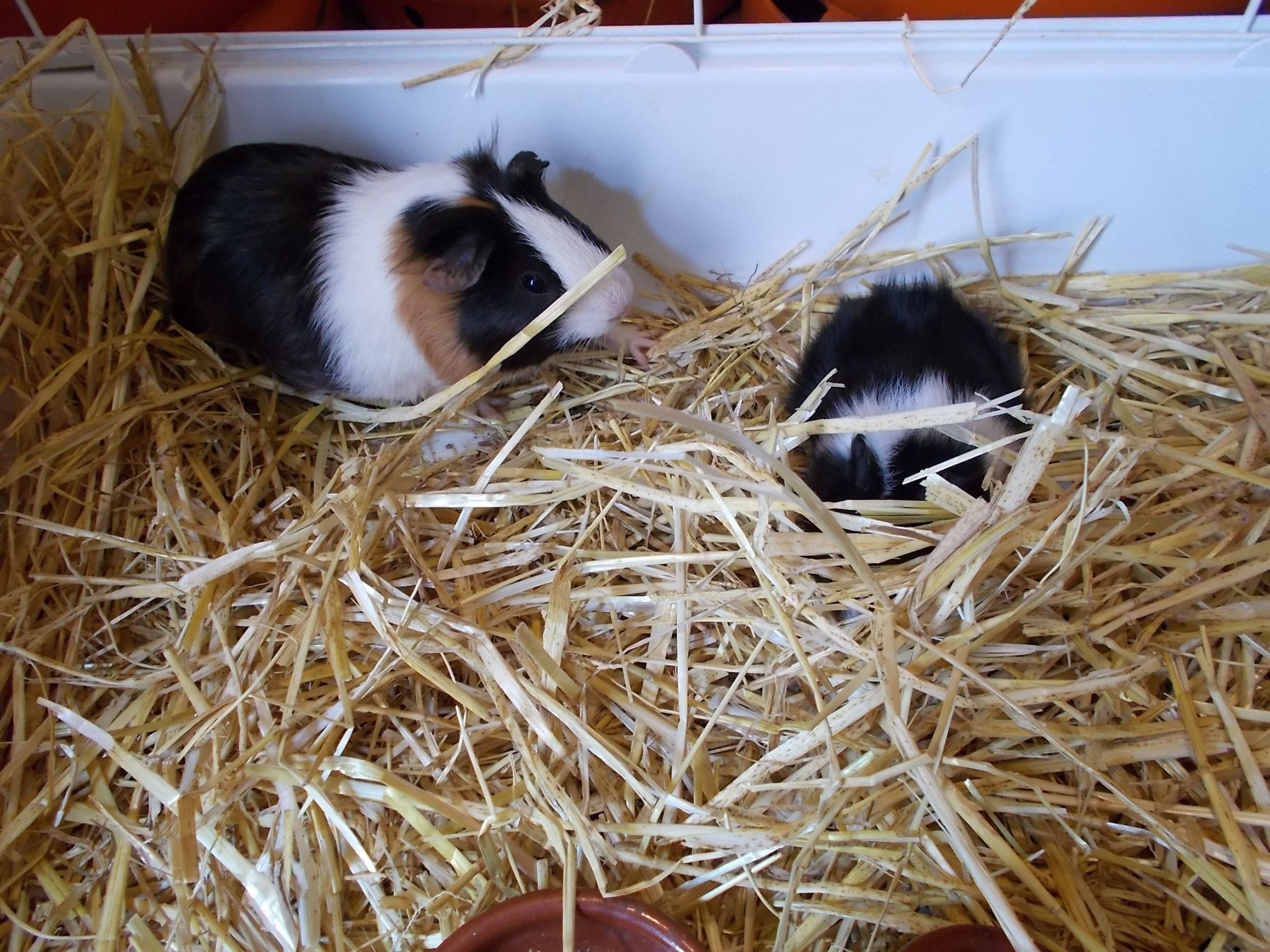 Finca El Chorrillo Studio-Image-tags.info