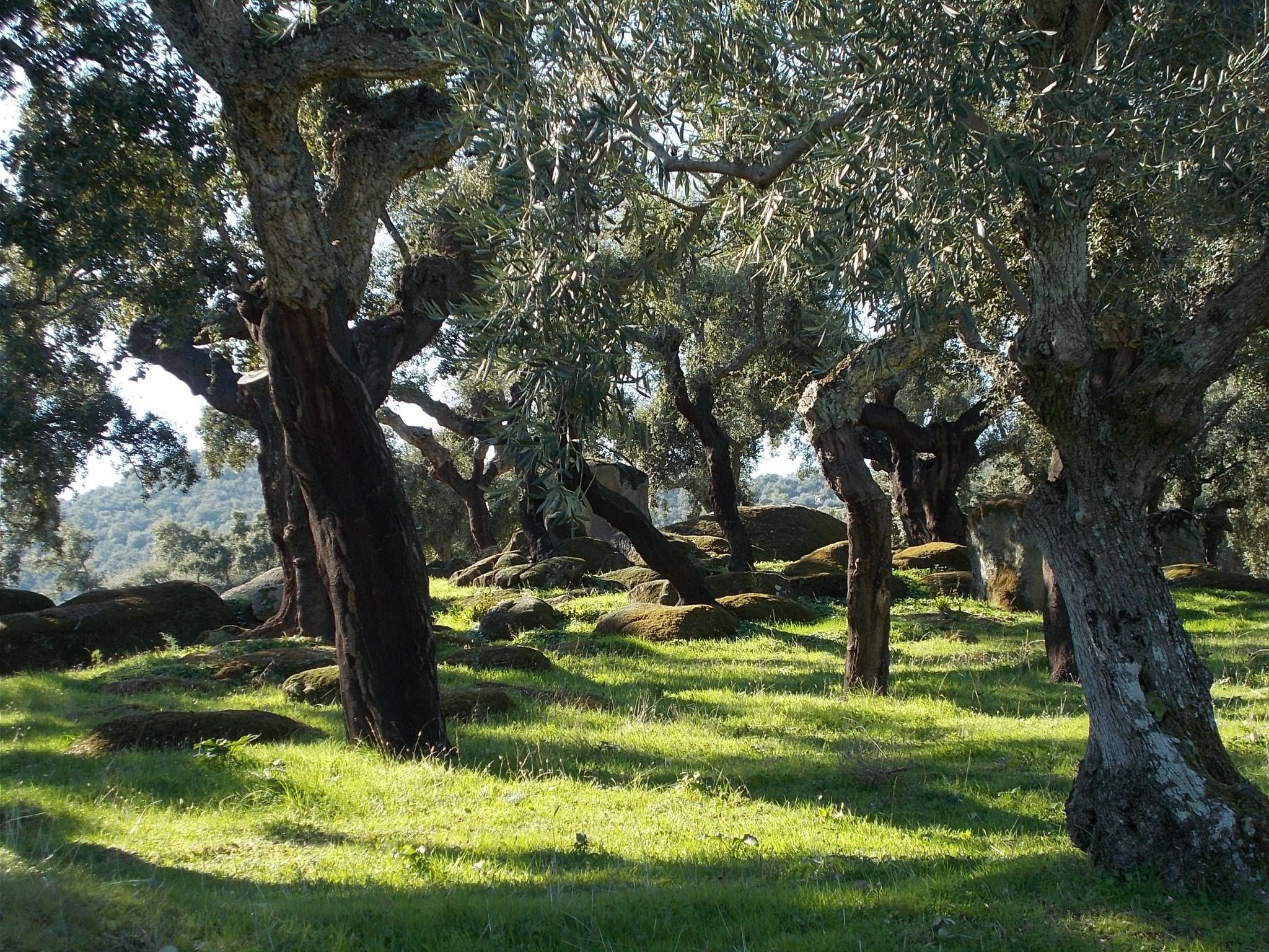 Finca El Chorrillo Studio-Image-tags.info