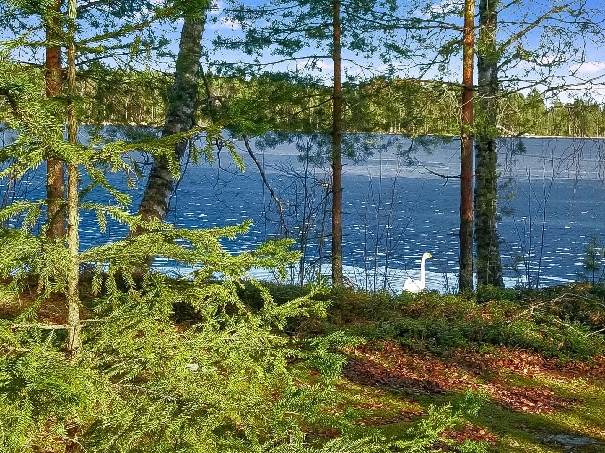 Kesäniitty - Binnen