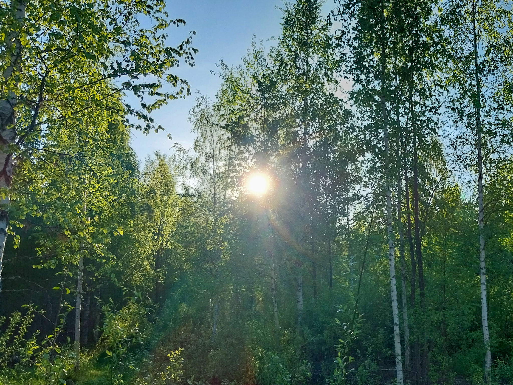 Kesäniitty - Binnen
