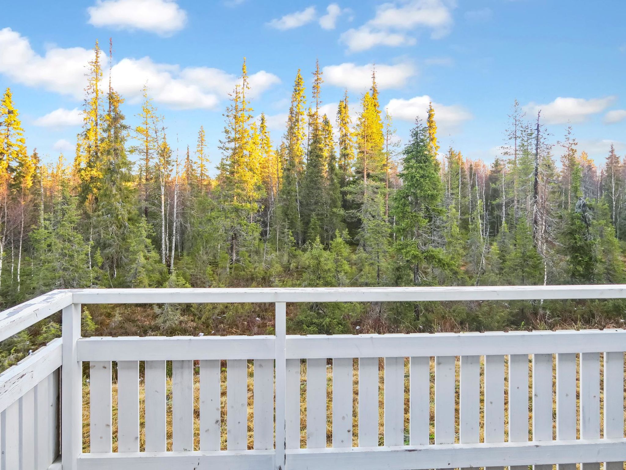 Photo of Iso-karpalo a