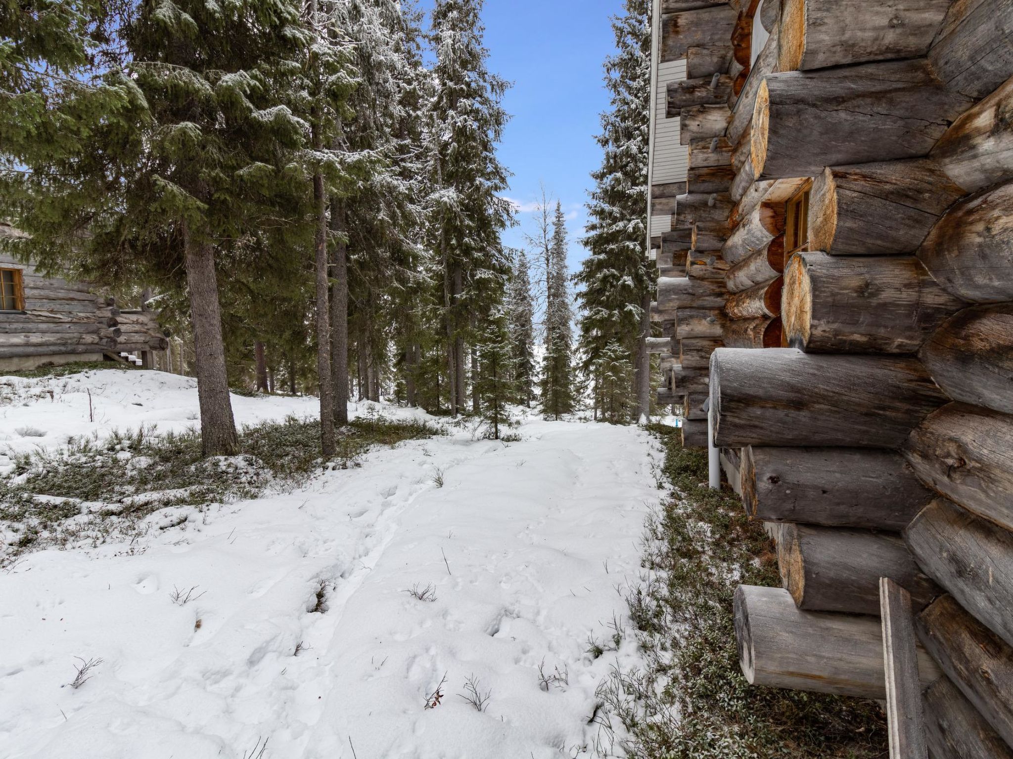 Photo of Aurinko-ruka c6