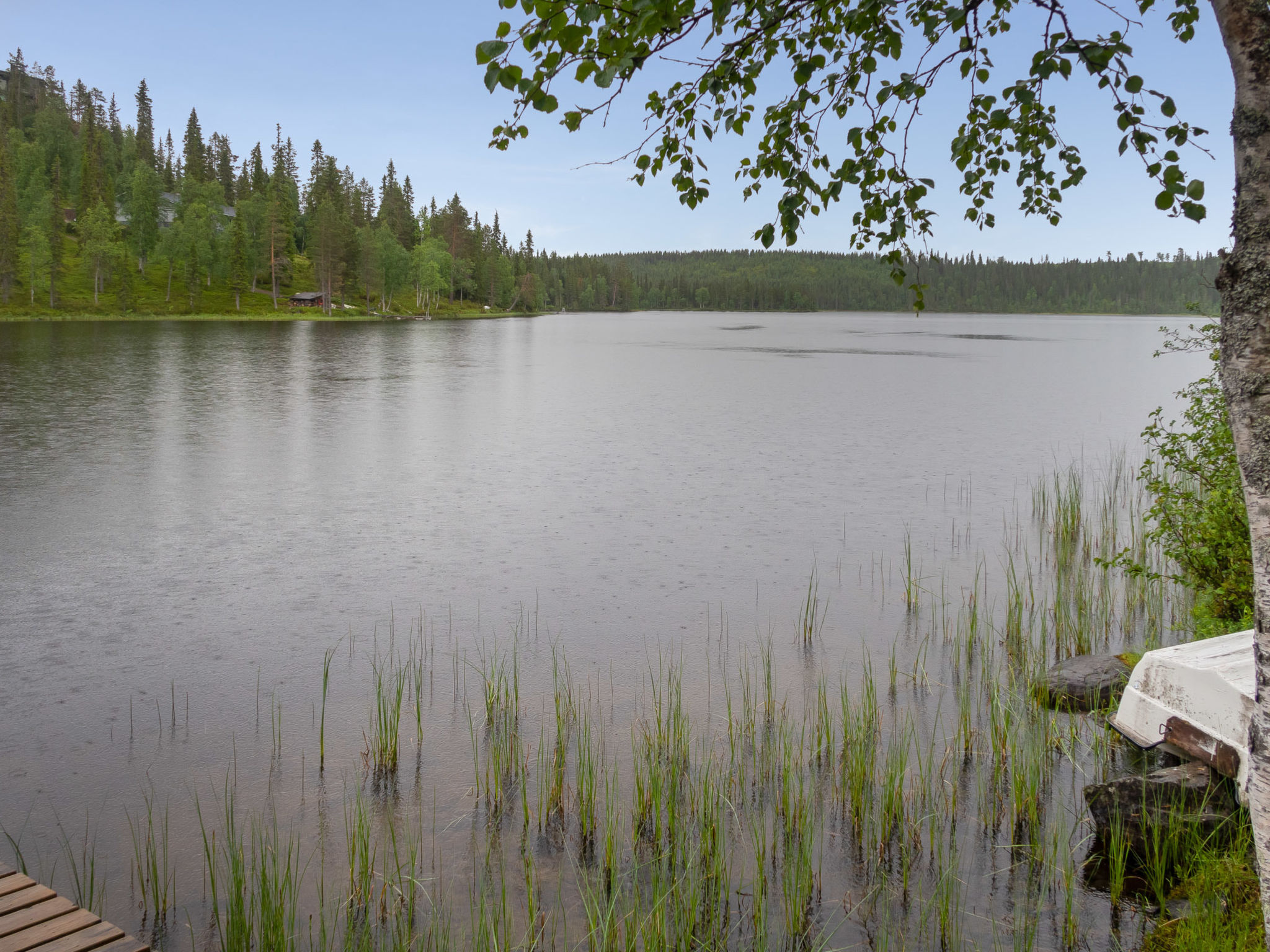 Muuttohaukka - Inside