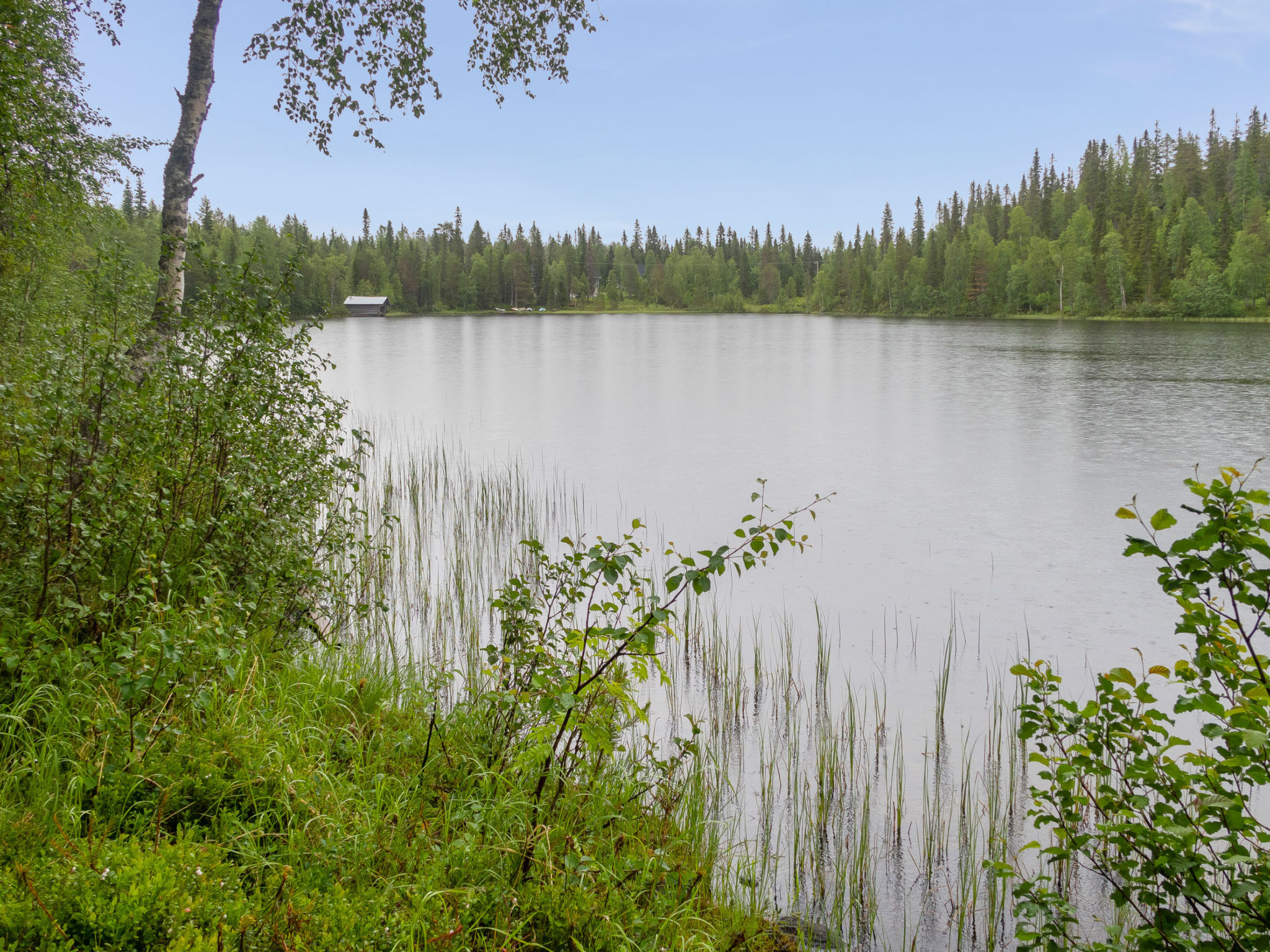 Muuttohaukka - Inside
