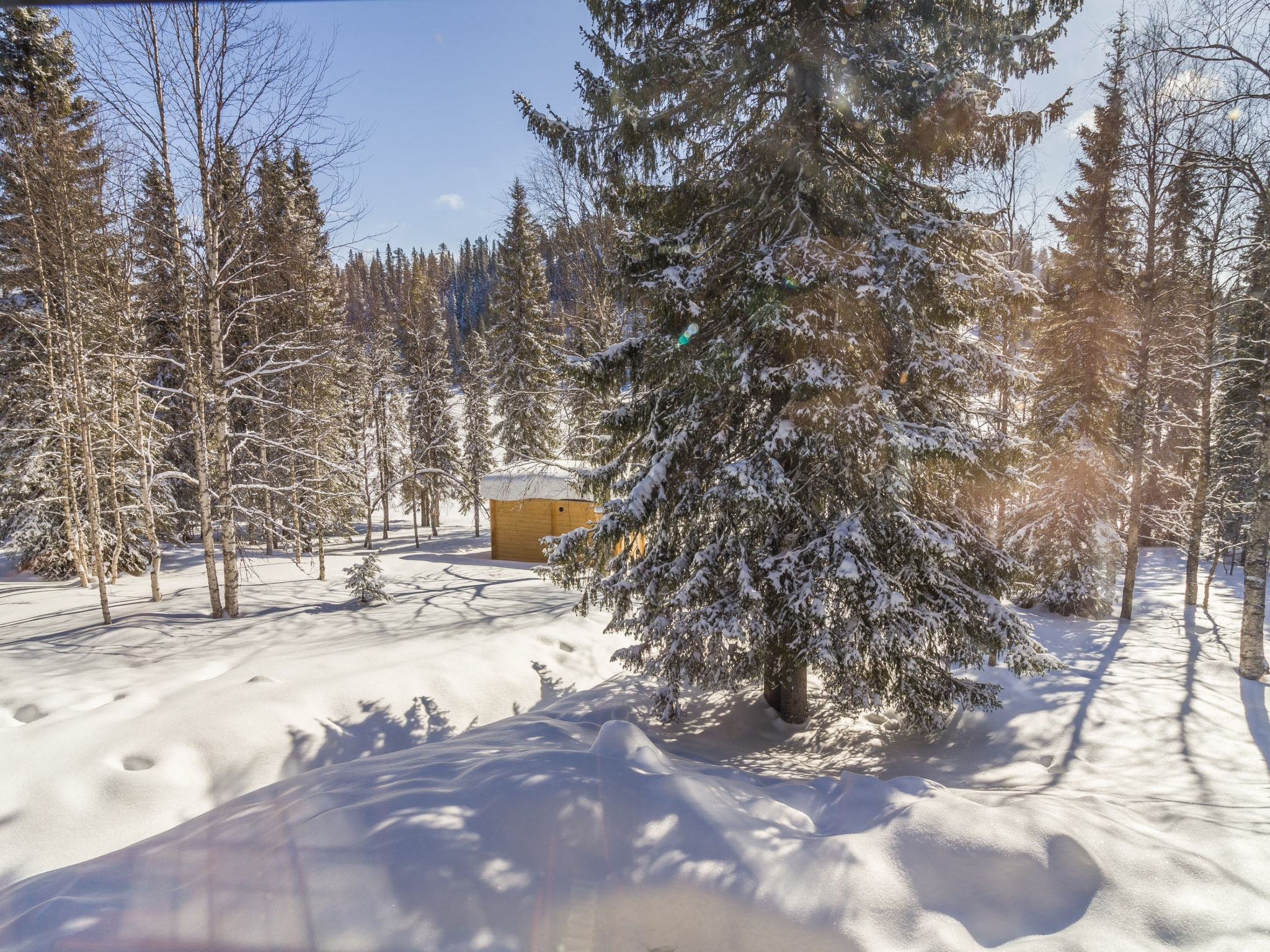 Muuttohaukka