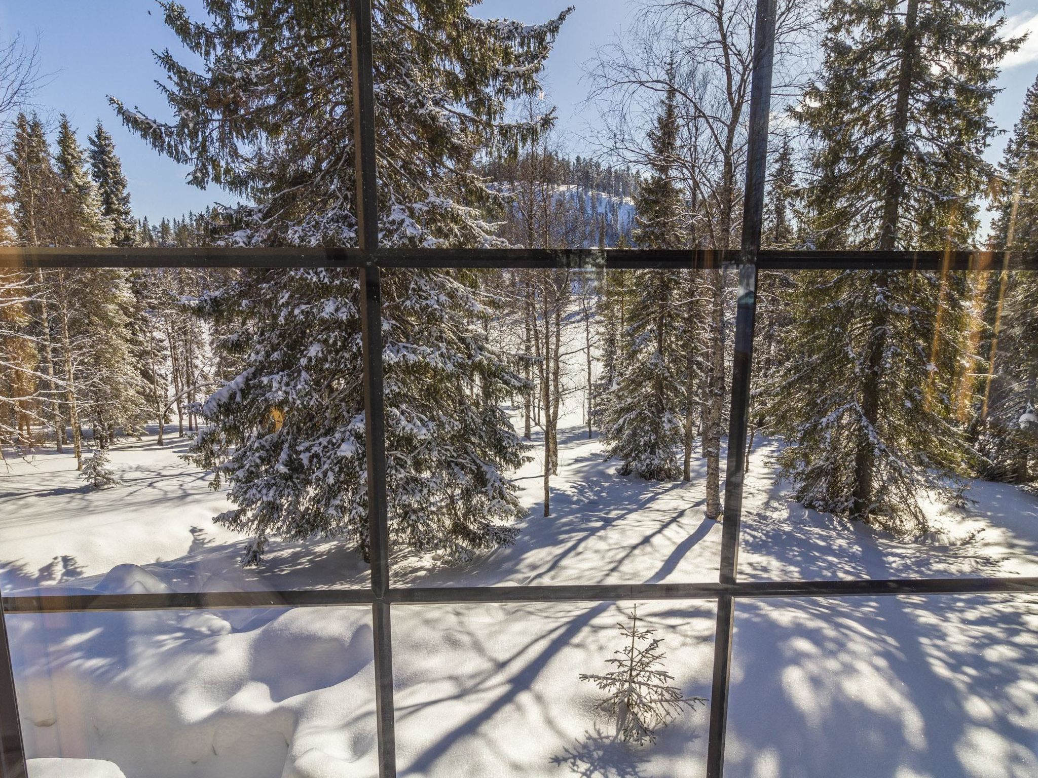 Photo of Muuttohaukka